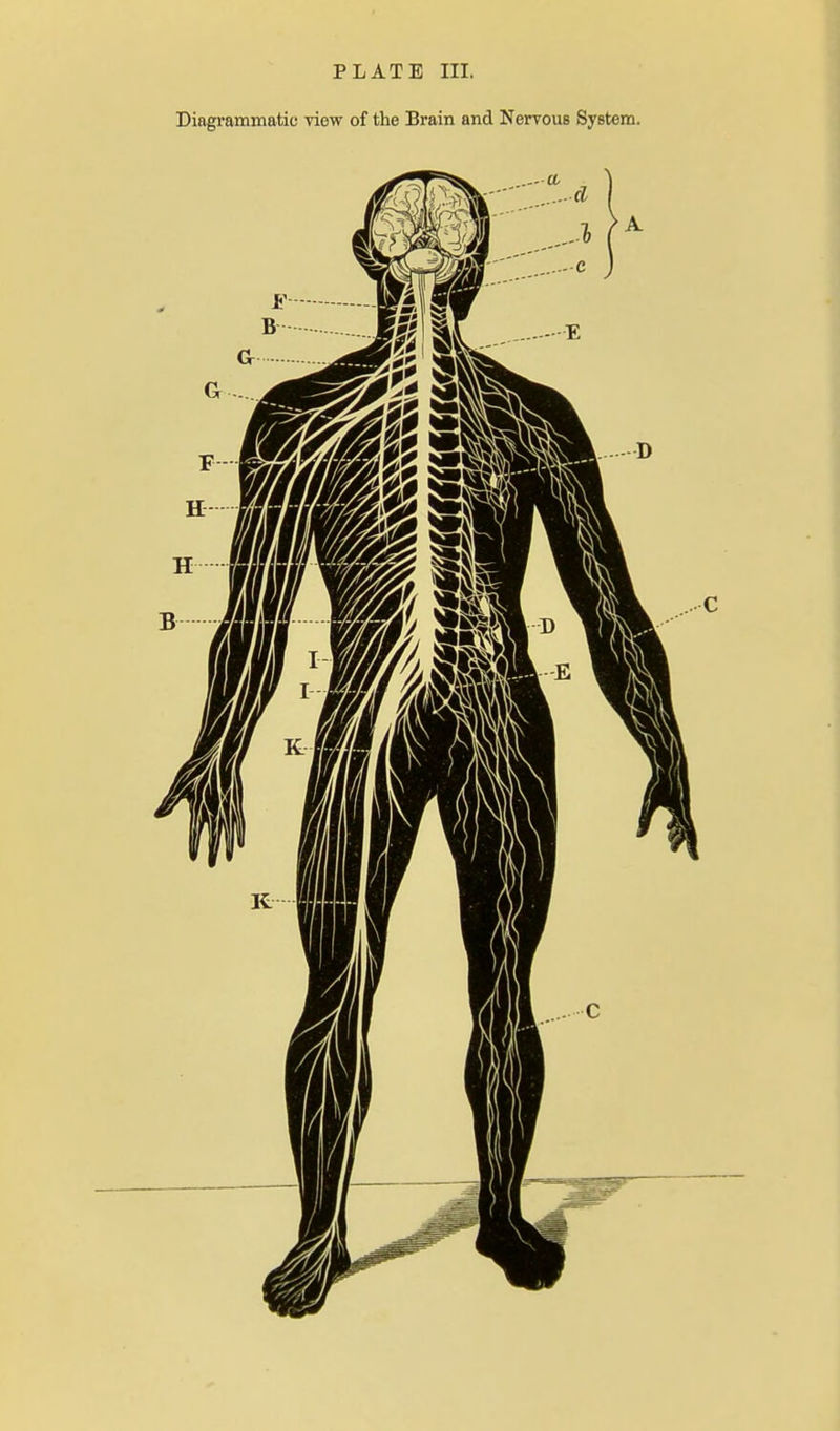 Diagrammatic view of the Brain and NerrouB System.