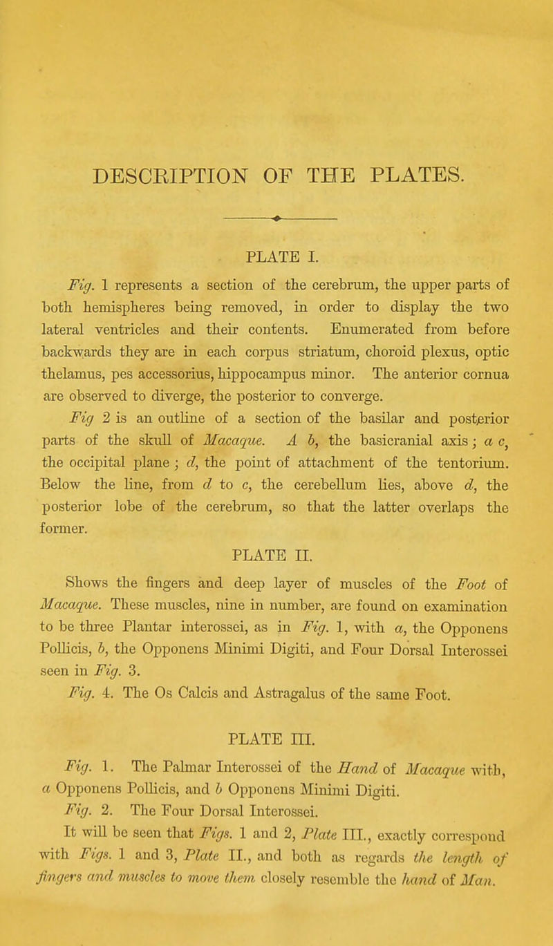 DESCRIPTION OF THE PLATES. PLATE I. Fig. 1 represents a section of the cerebrum, the upper parts of both hemispheres being removed, in order to display the two lateral ventricles and their contents. Enumerated from before backwards they are in each corpus striatum, choroid plexus, optic thelamus, pes accessorius, hippocampus minor. The anterior cornua are observed to diverge, the posterior to converge. Fig 2 is an outline of a section of the basilar and post;erior parts of the skull of Macaque. A h, the basicranial axis; a c, the occipital plane; d, the point of attachment of the tentorium. Below the line, from d to c, the cerebellum lies, above d, the posterior lobe of the cerebrum, so that the latter overlaps the former. PLATE II. Shows the fingers and deep layer of muscles of the Foot of Macaque. These muscles, nine in number, are found on examination to be three Plantar interossei, as in Fig. 1, with a, the Opponens PoUicis, b, the Opponens Minimi Digiti, and Four Dorsal Interossei seen in Fig. 3. Fig. 4. The Os Calcis and Astragalus of the same Foot. PLATE ni. Fig. 1. The Pabnar Interossei of the Hand of Macaque yvith, a Opponens Pollicis, and b Opponens Minimi Digiti. Fig. 2. The Four Dorsal Interossei. It wiU be seen that Figs. 1 and 2, Plate III., exactly correspond with Figs. 1 and 3, Flate II., and both as regards the length of fingers and muscles to move them closely resemble the hand of Man.