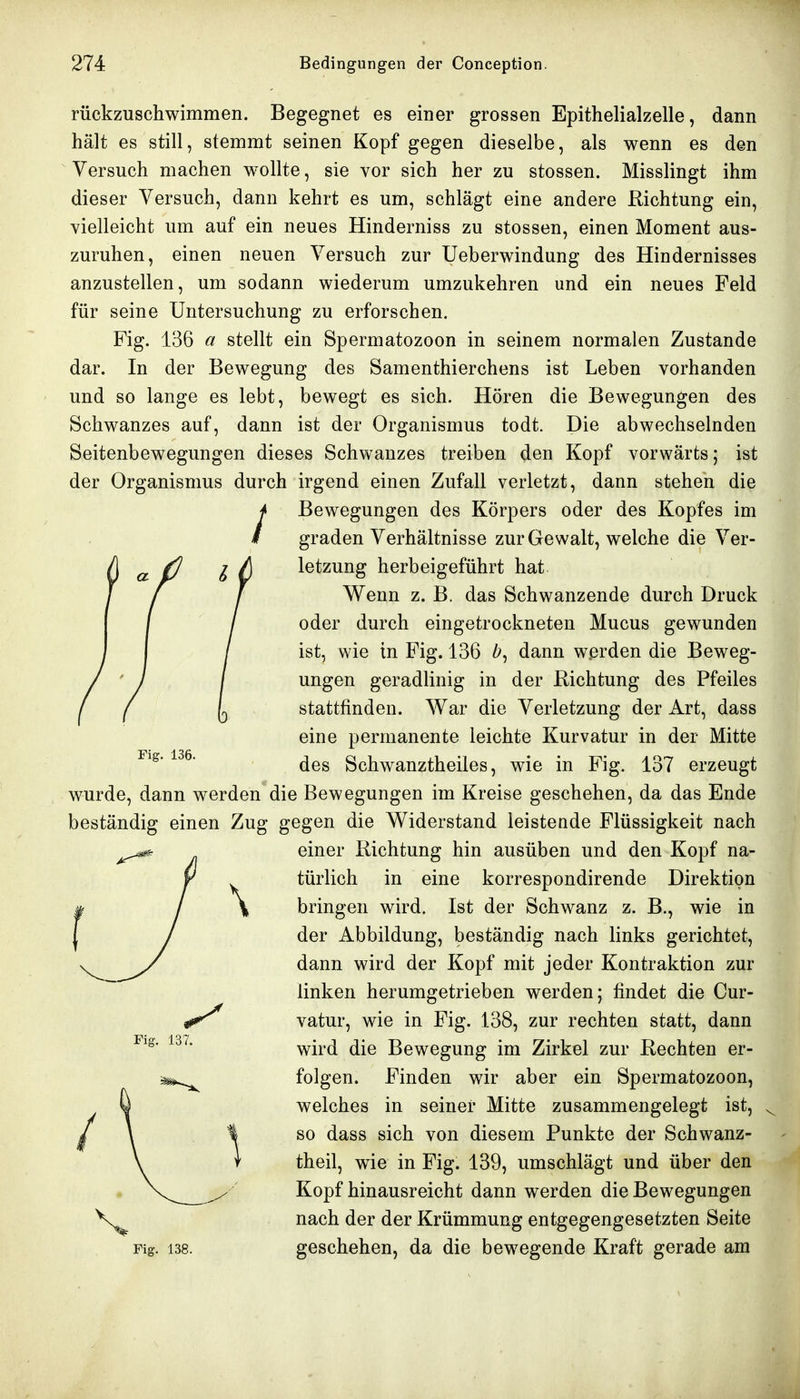 rückzuschwimmen. Begegnet es einer grossen Epithelialzelle, dann hält es still, stemmt seinen Kopf gegen dieselbe, als wenn es den Versuch machen wollte, sie vor sich her zu stossen. Misslingt ihm dieser Versuch, dann kehrt es um, schlägt eine andere Richtung ein, vielleicht um auf ein neues Hinderniss zu stossen, einen Moment aus- zuruhen, einen neuen Versuch zur Ueberwindung des Hindernisses anzustellen, um sodann wiederum umzukehren und ein neues Feld für seine Untersuchung zu erforschen. Fig. 136 a stellt ein Spermatozoon in seinem normalen Zustande dar. In der Bewegung des Samenthierchens ist Leben vorhanden und so lange es lebt, bewegt es sich. Hören die Bewegungen des Schwanzes auf, dann ist der Organismus todt. Die abwechselnden Seitenbewegungen dieses Schwanzes treiben den Kopf vorwärts; ist der Organismus durch irgend einen Zufall verletzt, dann stehen die Bewegungen des Körpers oder des Kopfes im graden Verhältnisse zur Gewalt, welche die Ver- letzung herbeigeführt hat Wenn z. B. das Schwanzende durch Druck oder durch eingetrockneten Mucus gewunden ist, wie in Fig. 136 dann werden die Beweg- ungen geradlinig in der Richtung des Pfeiles stattfinden. War die Verletzung der Art, dass eine permanente leichte Kurvatur in der Mitte des Schwanztheiles, wie in Fig. 137 erzeugt wurde, dann werden die Bewegungen im Kreise geschehen, da das Ende beständig einen Zug gegen die Widerstand leistende Flüssigkeit nach einer Richtung hin ausüben und den Kopf na- türlich in eine korrespondirende Direktion w i \ bringen wird. Ist der Schwanz z. B., wie in I / der Abbildung, beständig nach links gerichtet, dann wird der Kopf mit jeder Kontraktion zur linken herumgetrieben werden; findet die Cur- vatur, wie in Fig. 138, zur rechten statt, dann wird die Bewegung im Zirkel zur Rechten er- folgen. Finden wir aber ein Spermatozoon, welches in seiner Mitte zusammengelegt ist, so dass sich von diesem Punkte der Schwanz- theil, wie in Fig. 139, umschlägt und über den Kopf hinausreicht dann werden die Bewegungen nach der der Krümmung entgegengesetzten Seite geschehen, da die bewegende Kraft gerade am