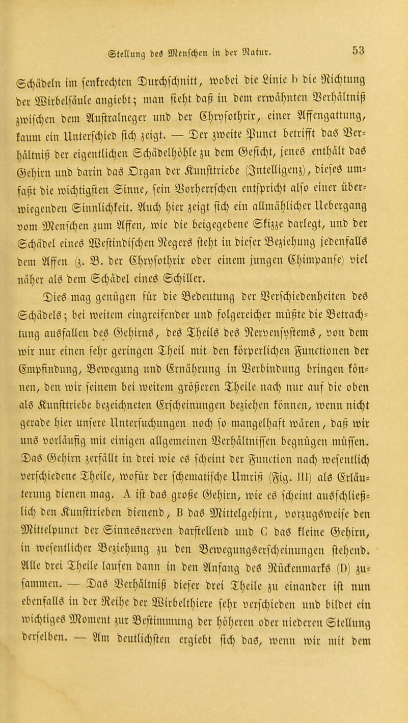 Sterfling bei 2JJenfd&cn in ber Statut, @d)ät)e(n im fcnfred)tcu Ditr(^fd)uitt, wobei bie Sinie b bie 9lid)timg bct Sßirbclfaule angiebt; man fie^t bap in bem ent)är)ntcn 55crr)nUnif jwi[d)cu bem Sdiftralueger unb ber &)n)\oÜ)x\x, einer Slffengattung, faum ein Untcrfd)ieb fid) jeigt. — 2)er jtveite ^unct betrifft baö a?er^ l)ältnif ber eigenttidjen ©c^äbelpi^Ie bem @efid)t, jeneö entölt ba6 ®el)irn unb barin boö Drgan ber Äunfttriebe (Sntelligenä), biefeö um- fapt bie und)tigften ©inne, fein 5BorI)errfd)en entf^)rid)t alfo einer übcr= iDiegenben ©innlid)feit. Stuc^ f)ier jeigt ftd) ein allmäl)lid)er Uebergang üom 9Henfd)en jum Slffen, n)ie bie beigegebene ©fijje barlegt, unb ber (Sd)abel eincö 2ßeftinbifd)en 9?eger6 ftel)t in biefer S3ejief)ung iebenfallö bem Siffen (j. 8. ber (5t)ri)fot^ri.r ober einem jungen (5I)impanfe) inel näf)er alö bem (5d)äbel eineö (5d)iEer. 2)ieö mag genügen für bie SSebeutung ber 33erf^iebenl^eiten bcö ©^dbelö; bei weitem eingreifenber unb fotgerei^er müpte bie 23etrad^= tung auöfallen be6 ®el)irnö, beö Z^)cHe beö ^Rervienfi^ftemö, üon bem wir nur einen fe{)r geringen mit ben för^er(id)en ^^unctionen ber ßm^finbung, ^Bewegung unb (Srnä^rung in 33erbinbung bringen fön* neu, ben wir feinem bei weitem größeren Steile nad) nur auf bie oben atö Äunfttriebe bcjeic^neten Srf^einungen bejieljen fönnen, wenn nid>t gcrabe I)ier unfere Unterfu^ungen nod) fo mange(I)aft wären, baf wir unö ttortäufig mit einigen allgemeinen 93ert)äUniffen begnügen müffen. !Daö @ef)irn jerfäüt in brei wie eö fd)eint ber Function nad) wefentiid) t>erfd)iebene !II)ei(e, wofür ber fc^ematifd)e Umrip (gig. Hl) al6 ©rldus terung bienen mag. A ift baö grope @eJ)irn, wie eö fd)eint au6fd)lief- iid) ben Äunfttrieben bienenb, B baö aJiittergeljirn, öorjugöweife ben SJiittelpunct ber ©innegncrtten barfteKenb unb C ba6 tleine ©e^irn, in wcfentlid)er SBejie^ung ju ben S3ewegungöerfd)einungen ftcl^enb. 2tUe brei 3;^eile laufen bann in ben 3(nfong beö Olüdenmarfö (D) ju* fammen. — 2)aö 33erM(tnip biefer brei 2:i;cile ju einanber ift nun ebenfallö in ber 9iei^e ber 2Birbertt)iere fel^r üerfd)ieben unb bilbet ein wid)tigeö «JJioment jur SSeftimmung ber r;öl;ercn ober niebcrcn ©teUung bcrfclben. — 2(m beut(id)ften ergiebt ftd) baö, wenn wir mit bem
