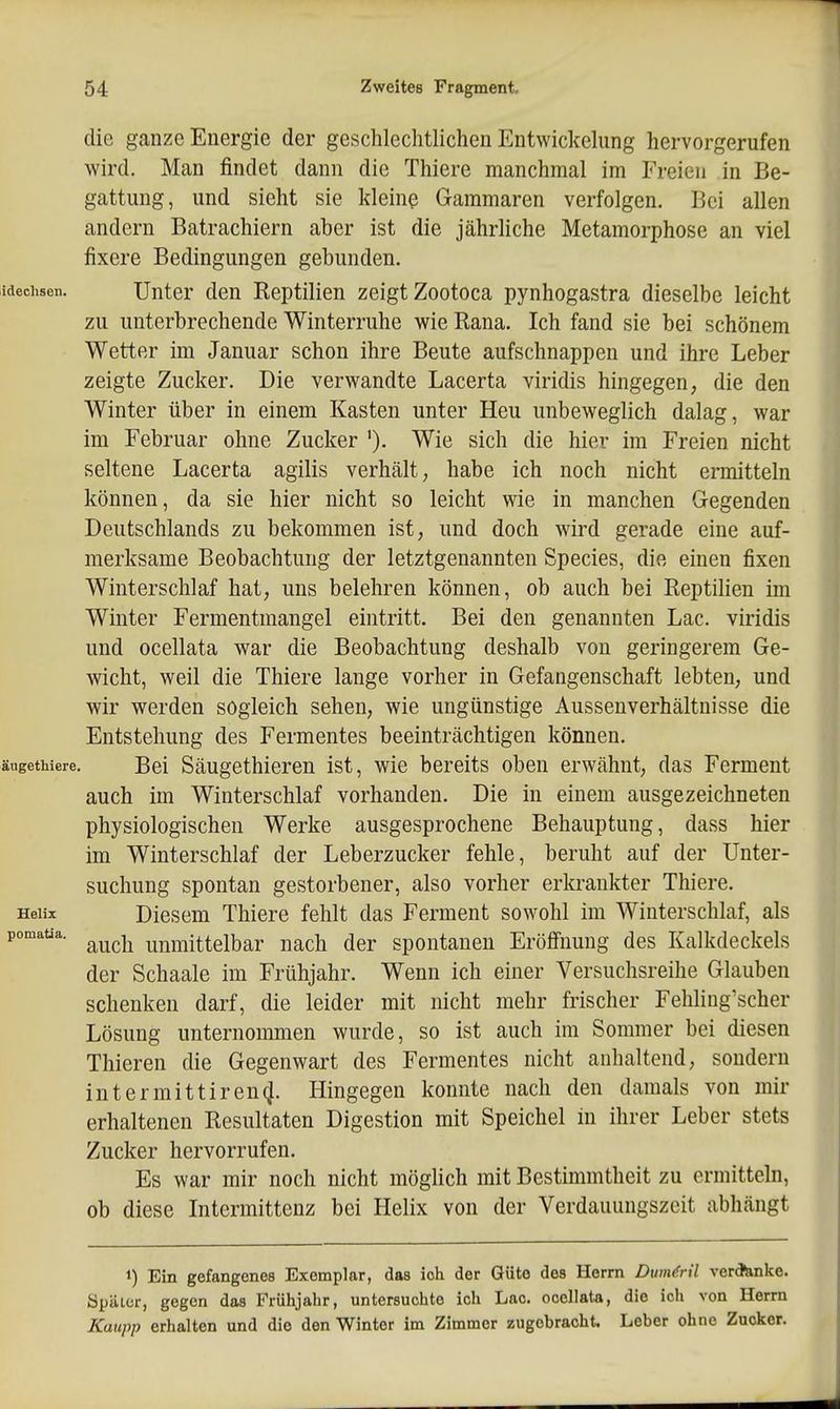 die ganze Energie der geschlechtlichen Entwickelung hervorgerufen wird. Man findet dann die Thiere manchmal im Freien in Be- gattung, und sieht sie klein? Gammaren verfolgen. Bei allen andern Batrachiern aber ist die jährliche Metamorphose an viel fixere Bedingungen gebunden. idechsen. Unter den Reptilien zeigt Zootoca pynhogastra dieselbe leicht zu unterbrechende Winterruhe wie Rana. Ich fand sie bei schönem Wetter im Januar schon ihre Beute aufschnappen und ihre Leber zeigte Zucker. Die verwandte Lacerta viridis hingegen, die den Winter über in einem Kasten unter Heu unbeweglich dalag, war im Februar ohne Zucker Wie sich die hier im Freien nicht seltene Lacerta agilis verhält, habe ich noch nicht ermitteln können, da sie hier nicht so leicht wie in manchen Gegenden Deutschlands zu bekommen ist, und doch wird gerade eine auf- merksame Beobachtung der letztgenannten Speeles, die einen fixen Winterschlaf hat, uns belehren können, ob auch bei Reptilien im Winter Fermentmangel eintritt. Bei den genannten Lac. viridis und ocellata war die Beobachtung deshalb von geringerem Ge- wicht, weil die Thiere lange vorher in Gefangenschaft lebten, und wir werden sogleich sehen, wie ungünstige Aussenverhältnisse die Entstehung des Fermentes beeinträchtigen können. äugethiere. Bei Säugcthieren ist, wie bereits oben erwähnt, das Ferment auch im Winterschlaf vorhanden. Die in einem ausgezeichneten physiologischen Werke ausgesprochene Behauptung, dass hier im Winterschlaf der Leberzucker fehle, beruht auf der Unter- suchung spontan gestorbener, also vorher erla^ankter Thiere. Heiix Diesem Thiere fehlt das Ferment sowohl im Winterschlaf, als pomaüa. ^^^^^ Unmittelbar nach der spontanen Eröffnung des Kalkdeckels der Schaale im Frühjahr. Wenn ich einer Versuchsreihe Glauben schenken darf, die leider mit nicht mehr frischer Fehling'scher Lösung unternommen wurde, so ist auch im Sommer bei diesen Thieren die Gegenwart des Fermentes nicht anhaltend, sondern intermittirencj. Hingegen konnte nach den damals von mir erhaltenen Resultaten Digestion mit Speichel in ihrer Leber stets Zucker hervorrufen. Es war mir noch nicht möglich mit Bestimmtheit zu ermitteln, ob diese Intermittenz bei Helix von der Verdauungszeit abhängt 1) Ein gefangenes Exemplar, das ich der Güte des Herrn Dum&t'l ver^nke. Später, gegen das Frühjahr, untersuchte ich Lac. ocellata, die ich von Herrn Kaupp erhalten und die den Winter im Zimmer zugebracht. Leber ohne Zucker.
