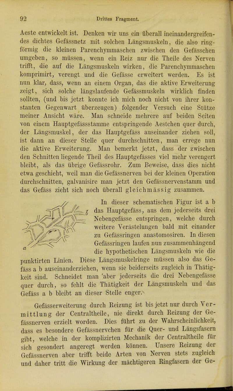 Aeste entwickelt ist. Denken wir uns ein überall ineinandergreifen- des dichtes Gefässnetz mit solchen Längsmuskeln, die also ring- förmig die kleinen Parenchymmaschen zwischen den Gefässchen umgeben, so müssen, wenn ein Kelz nur die Theile des Nerven trifft, die auf die Längsmuskeln wirken, die Parenchymmaschen komprimirt, verengt und die Gefässe erweitert werden. Es ist nun klar, dass, wenn an einem Organ, das die aktive Erweiterung zeigt, sich solche längslaufende Gefässmuskeln wirkhch finden sollten, (und bis jetzt konnte ich mich noch nicht von ihrer kon- stanten Gegenwart überzeugen) folgender Versuch eine Stütze meiner Ansicht wäre. Man schneide mehrere auf beiden Seiten von einem Hauptgefässstamme entspringende Aestchen quer durch, der Längsmuskel, der das Hauptgefäss auseinander ziehen soll, ist dann an dieser Stelle quer durchschnitten, man errege nun die aktive Erweiterung. Man bemerkt jetzt, dass der zwischen den Schnitten liegende Theil des Hauptgefässes viel mehr verengert bleibt, als das übrige Gefässrohr. Zum Beweise, dass dies nicht etwa geschieht, weil man die Gefässnerven bei der kleinen Operation durchschnitten, galvanisire man jetzt den Gefässnervenstamm und das Gefäss zieht sich noch überall gleichmässig zusammen. punktirten Linien. Diese Längsmuskelringe müssen also das Ge- fäss a b auseinanderziehen, wenn sie beiderseits zugleich in Thätig- keit sind. Schneidet man 'aber jederseits die drei Nebengefässe quer durch, so fehlt die Thätigkeit der Längsmuskeln und das Gefäss a b bleibt an dieser Stelle enger. Gefässerweiterung durch Reizung ist bis jetzt nur diu-ch Ver- mittlung der Centraltheile, nie direkt durch Reizung der Ge- fässnerven erzielt worden. Dies führt zu der Wahrscheinlichkeit, dass es besondere Gefässnervchen für die Quer- und Längsfasern gibt, welche in der komphzirten Mechanik der Centraltheile für sich gesondert angeregt werden können. Unsere Reizung der Gefässnerven aber trifft beide Arten von Nerven stets zugleich und daher tritt die Wirkung der mächtigeren Ringfasern der Ge- In dieser schematischen Figur ist a b das Hauptgefäss, aus dem jederseits drei Nebengefässe entspringen, welche durch weitere Verästelungen bald mit einander zu Gefässringen anastomosiren. In diesen Gefässringen laufen nun zusammenhängend die hypothetischen Längsmuskeln wie die