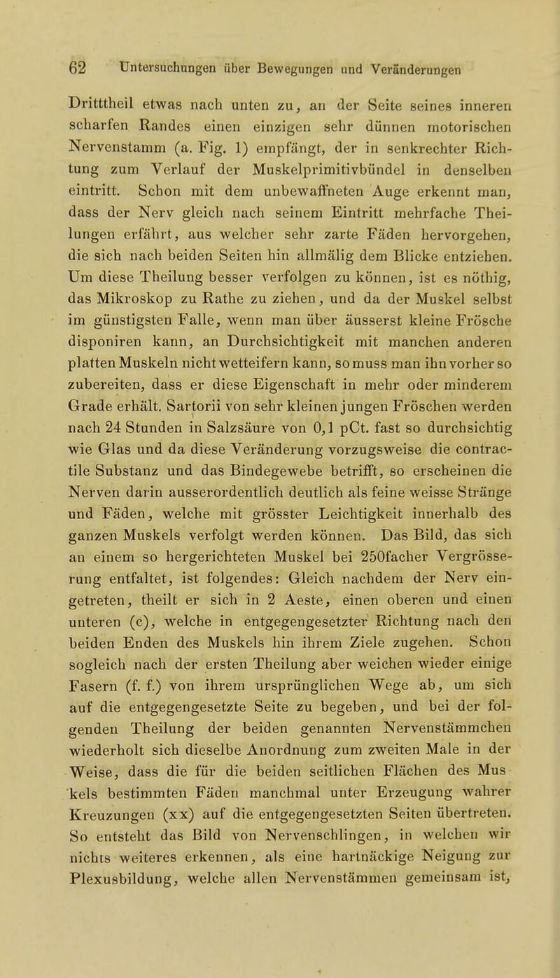 Dritttheil etwas nach unten zu, an der Seite seines inneren scharfen Randes einen einzigen sehr dünnen motorischen Nervenstamm (a. Fig. 1) empfängt, der in senkrechter Rich- tung zum Verlauf der Muskelprimitivbündel in denselben eintritt. Schon mit dem unbewaffneten Auge erkennt man, dass der Nerv gleich nach seinem Eintritt mehrfache Thei- lungen erfährt, aus welcher sehr zarte Fäden hervorgehen, die sich nach beiden Seiten hin allmälig dem Blicke entziehen. Um diese Theilung besser verfolgen zu können, ist es nöthig, das Mikroskop zu Rathe zu ziehen, und da der Muskel selbst im günstigsten Falle, wenn man über äusserst kleine Frösche disponiren kann, an Durchsichtigkeit mit manchen anderen platten Muskeln nicht wetteifern kann, somuss man ihn vorher so zubereiten, dass er diese Eigenschaft in mehr oder minderem Grade erhält. Sartorii von sehr kleinen jungen Fröschen werden nach 24 Stunden in Salzsäure von 0,1 pCt. fast so durchsichtig wie Glas und da diese Veränderung vorzugsweise die contrac- tile Substanz und das Bindegewebe betrifft, so erscheinen die Nerven darin ausserordentlich deutlich als feine weisse Stränge und Fäden, welche mit grösster Leichtigkeit innerhalb des ganzen Muskels verfolgt werden können. Das Bild, das sich an einem so hergerichteten Muskel bei 250facher Vergrösse- rung entfaltet, ist folgendes: Gleich nachdem der Nerv ein- getreten, theilt er sich in 2 Aeste, einen oberen und einen unteren (c), welche in entgegengesetzter Richtung nach den beiden Enden des Muskels hin ihrem Ziele zugehen. Schon sogleich nach der ersten Theilung aber weichen wieder einige Fasern (f. f.) von ihrem ursprünglichen Wege ab, um sich auf die entgegengesetzte Seite zu begeben, und bei der fol- genden Theilung der beiden genannten Nervenstämmchen wiederholt sich dieselbe Anordnung zum zweiten Male in der Weise, dass die für die beiden seitlichen Flächen des Mus kels bestimmten Fäden manchmal unter Erzeugung wahrer Kreuzungen (xx) auf die entgegengesetzten Seiten übertreten. So entsteht das Bild von Nervenschlingen, in welchen wir nichts weiteres erkennen, als eine hartnäckige Neigung zur Plexusbildung, welche allen Nervenstämmeu gemeinsam ist. 4