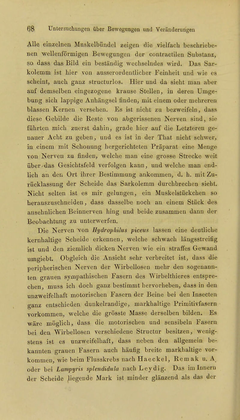 Alle einzelnen Muskelbündel zeigen die vielfach beschriebe- nen wellenförmigen Bewegungen der contractilen Substanz, so dass das Bild ein beständig wechselndes wird. Das Sar- kolemm ist hier von ausserordentlicher Feinheit und wie es scheint, auch ganz structurlos. Hier und da sieht man aber auf demselben eingezogene krause Stellen, in deren Umge- bung sich lappige Anhängsel finden, mit einem oder mehreren blassen Kernen versehen. Es ist nicht zu bezweifeln, dass diese Gebilde die Reste von abgerissenen Nerven sind, sie führten mich zuerst dahin, grade hier auf die Letzteren ge- nauer Acht zu geben, und es ist in der That nicht schwer, in einem mit Schonung hergerichteten Präparat eine Menge von Nerven zu finden, welche man eine grosse Strecke weit über'das Gesichtsfeld verfolgen kann, und welche man end- lich an den Ort ihrer Bestimmung ankommen, d. h. mit Zu- rücklassung der Scheide das Sarkolemm durchbrechen sieht. Nicht selten ist es mir gelungen, ein Muskelstückchen so herauszuschneiden, dass dasselbe noch an einem Stück des ansehnlichen Beinnerven hing und beide zusammen dann der Beobachtung zu unterwerfen. Die Nerven von Hydrophilus piceus lassen eine deutliche kernhaltige Scheide erkennen, welche schwach längsstreifig ist und den ziemlich dicken Nerven wie ein straffes Gewand umgiebt. Obgleich die Ansicht sehr verbreitet ist, dass die peripherischen Nerven der Wirbellosen mehr den sogenann- ten grauen sympathischen Fasern des Wirbelthieres entspre- chen, muss ich doch ganz bestimmt hervorheben, dass in den unzweifelhaft motorischen Fasern der Beine bei den Insecten ganz entschieden dunkelrandige, markhaltige Primitivfasern vorkommen, welche die grösste Masse derselben bilden. Es wäre möglich, dass die motorischen und sensibeln Fasern bei den Wirbellosen verschiedene Structur besitzen, wenig- stens ist es unzweifelhaft, dass neben den allgemein be- kannten grauen Fasern auch häufig breite markhaltige vor- kommen, wie beim Flusskrebs nach Haeckel, Remak u. A, oder bei Lampyris splendidula nach Leydig. Das im Innern der Scheide liegende Mark ist minder glänzend als das der