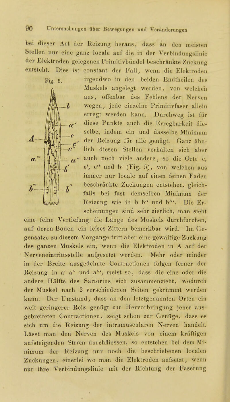 Fig. 5. bei dieser Art der Reizung heraus, dass an den meisten Stellen nur eine ganz locale auf die in der Verbindungslinie der Elektroden gelegenen Primitivbiindel beschränkte Zuckung entsteht. Dies ist constant der Fall, wenn die Elektroden irgendwo in den beiden Endtheilen des Muskels angelegt werden, von welchen aus, offenbar des Fehlens der Nerven wegen, jede einzelne Primitivfaser allein erregt werden kann. Durchweg ist für diese Punkte auch die Erregbarkeit die- selbe, indem ein und dasselbe Minimum / der Reizung für alle genügt. Ganz ähn- lich diesen Stellen verhalten sich aber  auch noch viele andere, so die Orte c, c', c und b' (Fig. 5), von welchen aus immer nur locale auf einen feinen Faden beschränkte Zuckungen entstehen, gleich- falls bei fast demselben Minimum der Reizung wie in b b und b'. Die Er- scheinungen sind sehr zierlich, man sieht eine feine Vertiefung die Länge des Muskels durchfurchen, auf deren Boden ein leises Zittern bemerkbar wird. Im Ge- gensatze zu diesem Vorgange tritt aber eine gewaltige Zuckung des ganzen Muskels ein, wenn die Elektroden in A auf der Nerveneintrittsstelle aufgesetzt werden. Mehr oder minder in der Breite ausgedehnte Contractionen folgen ferner der Reizung in a' a und a', meist so, dass die eine oder die andere Hälfte des Sartorius sich zusammenzieht, wodurch der Muskel nach 2 verschiedenen Seiten gekrümmt werden kann. Der Umstand, dass an den letztgenannten Orten ein weit geringerer Reiz genügt zur Hervorbringung jener aus- gebreiteten Contractionen, zeigt schon zur Genüge, dass es sich um die Reizung der intramuscularen Nerven handelt. Lässt man den Nerven des Muskels von einem kräftigen aufsteigenden Strom durchfliessen, so entstehen bei dem Mi- nimum der Reizung nur noch die beschriebenen localen Zuckungen, einerlei wo man die Elektroden aufsetzt, wenn nur ihre Verbindungslinie mit der Richtung der Faserung
