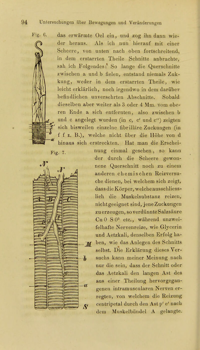 Fig- 6, das erwärmte Oel ein, und zog ihn dann wie- der heraus. Als ich nun hierauf mit einer Scheere, von unten nach oben fortschreitend, in dem erstarrten Theile Sclinitte anbrachte, sah ich Folgendes* So lange die Querschnitte zwischen a und b fielen, entstand niemals Zuk- kung, weder in dem erstarrten Theile, wie leicht erklärlich, noch irgendwo in dem darüber befindlichen unversehrten Abschnitte. Sobald dieselben aber weiter als 3 oder 4 Mm. vom obe- ren Ende a sich entfernten, also zwischen b und c angelegt wurden (in c, c' und c) zeigten sich bisweilen einzelne fibrilläre Zuckungen (in f f z. B.), welche nicht über die Höhe von d hinaus sich erstreckten. Hat man die Erschei- Fig. 7. nung einmal gesehen, so kann der durch die Scheere gewon- nene Querschnitt noch zu einem anderen chemischen Reizversu- che dienen, bei welchem sich zeigt, dass die Körper, welche ausschliess- lich die Muskelsubstanz reizen, nicht geeignet sind, jene Zuckungen zu erzeugen, so verdünnte Salzsäure CuO SO' etc., während unzwei- felhafte Nervenreize, wie Glycerin und Aetzkali, denselben Erfolg ha- ■jUj^ ben, wie das Anlegen des Schnitts selbst. Die Erklärung dieses Ver- suchs kann meiner Meinung nach nur die sein, dass der Schnitt oder das Aetzkali den langen Ast des aus einer Theilung hervorgegan- genen intramuscularen Nerven er- regten, von welchem die Reizung centripetal durch den Ast p' e' nach dem Muskelbündel A gelaugte.
