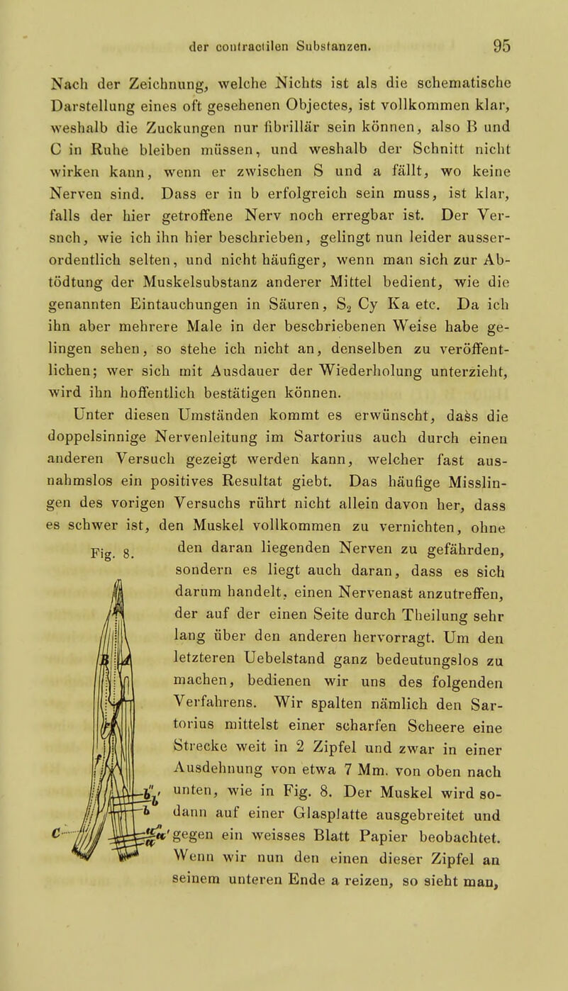 Nach der Zeichnung, welche Nichts ist als die schematische Darstellung eines oft gesehenen Objectes, ist vollkommen klar, weshalb die Zuckungen nur fibrillär sein können, also B und C in Ruhe bleiben müssen, und weshalb der Schnitt nicht wirken kann, wenn er zwischen S und a fällt, wo keine Nerven sind. Dass er in b erfolgreich sein muss, ist khir, falls der hier getroffene Nerv noch erregbar ist. Der Ver- such, wie ich ihn hier beschrieben, gelingt nun leider ausser- ordentlich selten, und nicht häufiger, wenn man sich zur Ab- tödtung der Muskelsubstanz anderer Mittel bedient, wie die genannten Eintauchungen in Säuren, S2 Cy Ka etc. Da ich ihn aber mehrere Male in der beschriebenen Weise habe ge- lingen sehen, so stehe ich nicht an, denselben zu veröffent- lichen; wer sich mit Ausdauer der Wiederliolung unterzieht, wird ihn hoffentlich bestätigen können. Unter diesen Umständen kommt es erwünscht, daäs die doppelsinnige Nervenleitung im Sartorius auch durch einen anderen Versuch gezeigt werden kann, welcher fast aus- nahmslos ein positives Resultat giebt. Das häufige Misslin- gen des vorigen Versuchs rührt nicht allein davon her, dass es schwer ist, den Muskel vollkommen zu vernichten, ohne Fig. 8. daran liegenden Nerven zu gefährden, sondern es liegt auch daran, dass es sich darum handelt, einen Nervenast anzutreffen, der auf der einen Seite durch Theilung sehr lang über den anderen hervorragt. Um den letzteren Uebelstand ganz bedeutungslos zu machen, bedienen wir uns des folgenden Verfahrens. Wir spalten nämlich den Sar- torius mittelst eiaer scharfen Scheere eine Strecke weit in 2 Zipfel und zwar in einer Ausdehnung von etwa 7 Mm. von oben nach unten, wie in Fig. 8. Der Muskel wird so- dann auf einer Glasplatte ausgebreitet und gegen ein weisses Blatt Papier beobachtet. Wenn wir nun den einen dieser Zipfel an seinem unteren Ende a reizen, so sieht man. I