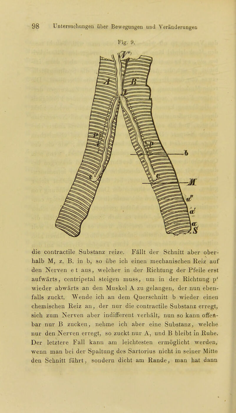 Fig. 9. die contractile Substanz reize. Fällt der Schnitt aber ober- halb z. B. in b, so übe ich einen mechanischen Reiz auf den Nerven e t aus, welcher in der Richtung der Pfeile erst aufwärts, centripetal steigen muss, um in der Richtung p' wieder abwärts an den Muskel A zu gelangen, der nun eben- falls zuckt. Wende ich an dem Querschnitt b wieder einen chemischen Reiz an, der nur die contractile Substanz erregt, sich zum Nerven aber indifferent verhält, nun so kann offen- bar nur B zucken, nehme ich aber eine Substanz, welche nur den Nerven erregt, so zuckt nur A, und B bleibt in Ruhe. Der letztere Fall kann am leichtesten ermöglicht werden, wenn man bei der Spaltung des Sartorius nicht in seiner Mitto den Schnitt führt, sondern dicht am Rande, man hat dann