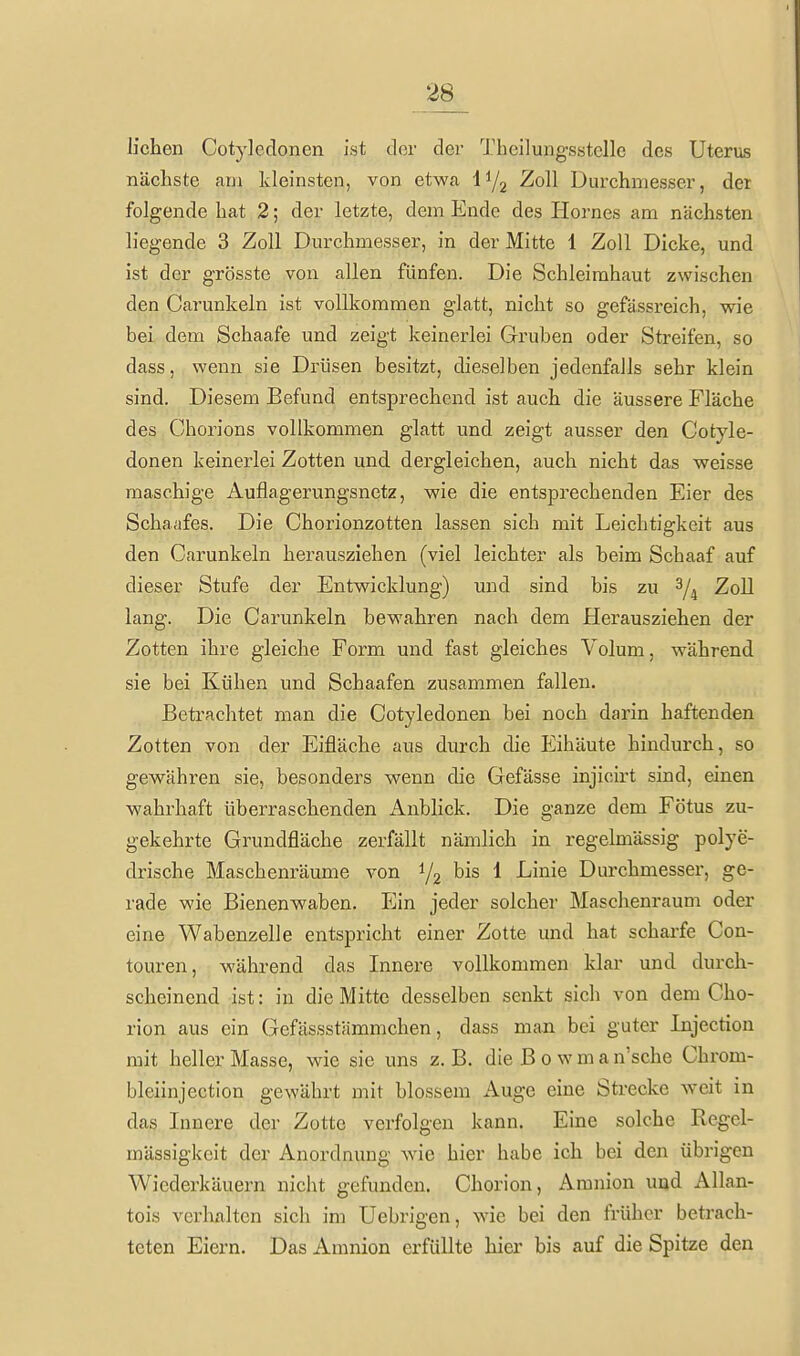 liehen Cotyleclonen ist clor dei- Thcilungsstelle des Uterus nächste am kleinsten, von etwa IY2 2oll Durchmesser, der folgende hat 2; der letzte, dem Ende des Plornes am nächsten liegende 3 Zoll Durchmesser, in der Mitte 1 Zoll Dicke, und ist der grösste von allen fünfen. Die Schleimhaut zwischen den Carunkeln ist vollkommen glatt, nicht so gefässreich, v^ie bei dem Schaafe und zeigt keinerlei Gruben oder Streifen, so dass, wenn sie Drüsen besitzt, dieselben jedenfalls sehr klein sind. Diesem Befund entsprechend ist auch die äussere Fläche des Chorions vollkommen glatt und zeigt ausser den Cotyle- donen keinerlei Zotten und dergleichen, auch nicht das vpeisse maschige Auflagerungsnetz, wie die entsprechenden Eier des Schaafes. Die Chorionzotten lassen sich mit Leichtigkeit aus den Carunkeln herausziehen (viel leichter als beim Schaaf auf dieser Stufe der Entwicklung) und sind bis zu 3/^ Zoll lang. Die Carunkeln bewahren nach dem Herausziehen der Zotten ihre gleiche Form und fast gleiches Volum, während sie bei Kühen und Schaafen zusammen fallen. Betrachtet man die Cotyledonen bei noch darin haftenden Zotten von der Eifläche aus durch die Eihäute hindurch, so gewähren sie, besonders wenn die Gefässe injicirt sind, einen wahrhaft überraschenden Anblick. Die ganze dem Fötus zu- gekehrte Grundfläche zerfällt nämlich in regelmässig polye- drische Maschenräume von 1/2 bis 1 Linie Durchmesser, ge- rade wie Bienenwaben. Ein jeder solcher Maschenraum oder eine Wabenzelle entspricht einer Zotte und hat scharfe Con- touren, während das Innere vollkommen klar und durch- scheinend ist: in die Mitte desselben senkt sich von dem Cho- rion aus ein Gefässstämmchen, dass man bei guter Injection mit heller Masse, wie sie uns z. B. die B 0 w m a n'sche Chrom- bleiinjection gewährt mit blossem Auge eine Strecke weit in das Innere der Zotte verfolgen kann. Eine solche Regel- mässigkeit der Anordnung wie hier habe ich bei den übrigen Wiederkäuern nicht gefunden. Chorion, Amnion und Allan- tois verhalten sich im Uebrigen, wie bei den früher betrach- teten Eiern. Das Amnion erfüllte hier bis auf die Spitze den