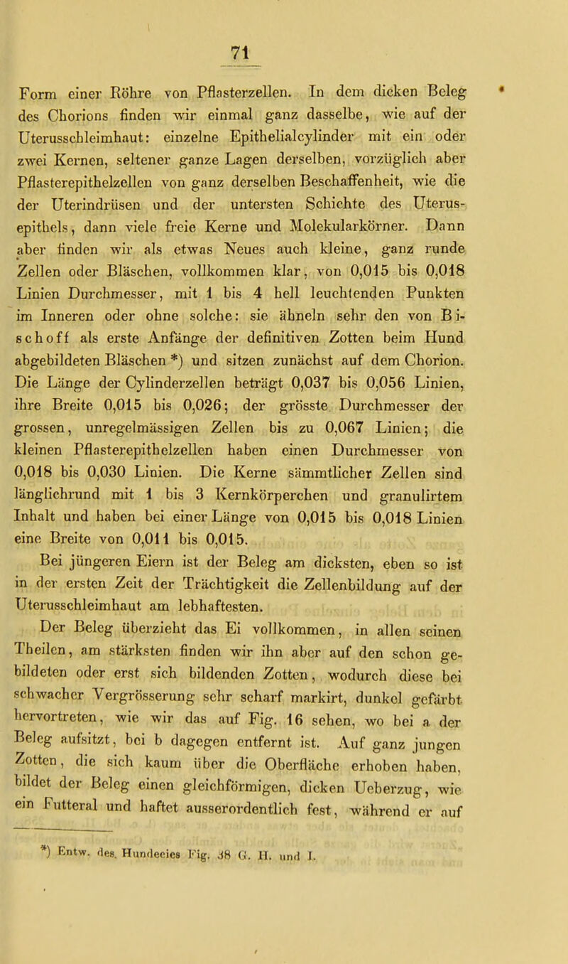 71 Form einer Röhre von Pflasterzellen. In dem dicken Beleg des Chorions finden wir einmal ganz dasselbe, wie auf der Uterusschleimhaut: einzelne Epithelialcylinder mit ein oder zwei Kernen, seltener ganze Lagen derselben, vorzüglich aber Pflasterepithelzellen von ganz derselben Beschaffenheit, wie die der Uterindrüsen und der untersten Schichte des Uterus- epithels, dann viele freie Kerne und Molekularkörner. Dann aber linden wir als etwas Neues auch kleine, ganz runde Zellen oder Bläschen, vollkommen klar, von 0,015 bis 0,018 Linien Durchmesser, mit 1 bis 4 hell leuchtenden Punkten im Inneren oder ohne solche: sie ähneln sehr den von B i- schoff als erste Anfänge der definitiven Zotten beim Hund abgebildeten Bläschen *) und sitzen zunächst auf dem Chorion. Die Länge der Cylinderzellen beträgt 0,037 bis 0,056 Linien, ihre Breite 0,015 bis 0,026; der grösste, Durchmesser der grossen, unregelmässigen Zellen bis zu 0,067 Linien; die kleinen Pflasterepithelzellen haben einen Durchmesser von 0,018 bis 0,030 Linien. Die Kerne sämmtlicher Zellen sind länglichrund mit 1 bis 3 Kernkörperchen und granulirtem Inhalt und haben bei einer Länge von 0,015 bis 0,018 Linien eine Breite von 0,011 bis 0,015. Bei jüngeren Eiern ist der Beleg am dicksten, eben so ist in der ersten Zeit der Trächtigkeit die Zellenbildung auf der Uterusschleimhaut am lebhaftesten. Der Beleg überzieht das Ei vollkommen, in allen seinen Theilen, am stärksten finden wir ihn aber auf den schon ge- bildeten oder erst sich bildenden Zotten, wodurch diese bei schwacher Vergrösserung sehr scharf markirt, dunkel gefärbt hervortreten, wie wir das auf Fig. 16 sehen, wo bei a der Beleg aufsitzt, bei b dagegen entfernt ist. Auf ganz jungen Zotten, die sich kaum über die Oberfläche erhoben haben, bildet der Beleg einen gleichförmigen, dicken Ucberzug, wie ein Futteral und haftet ausserordentlich fest, während er auf