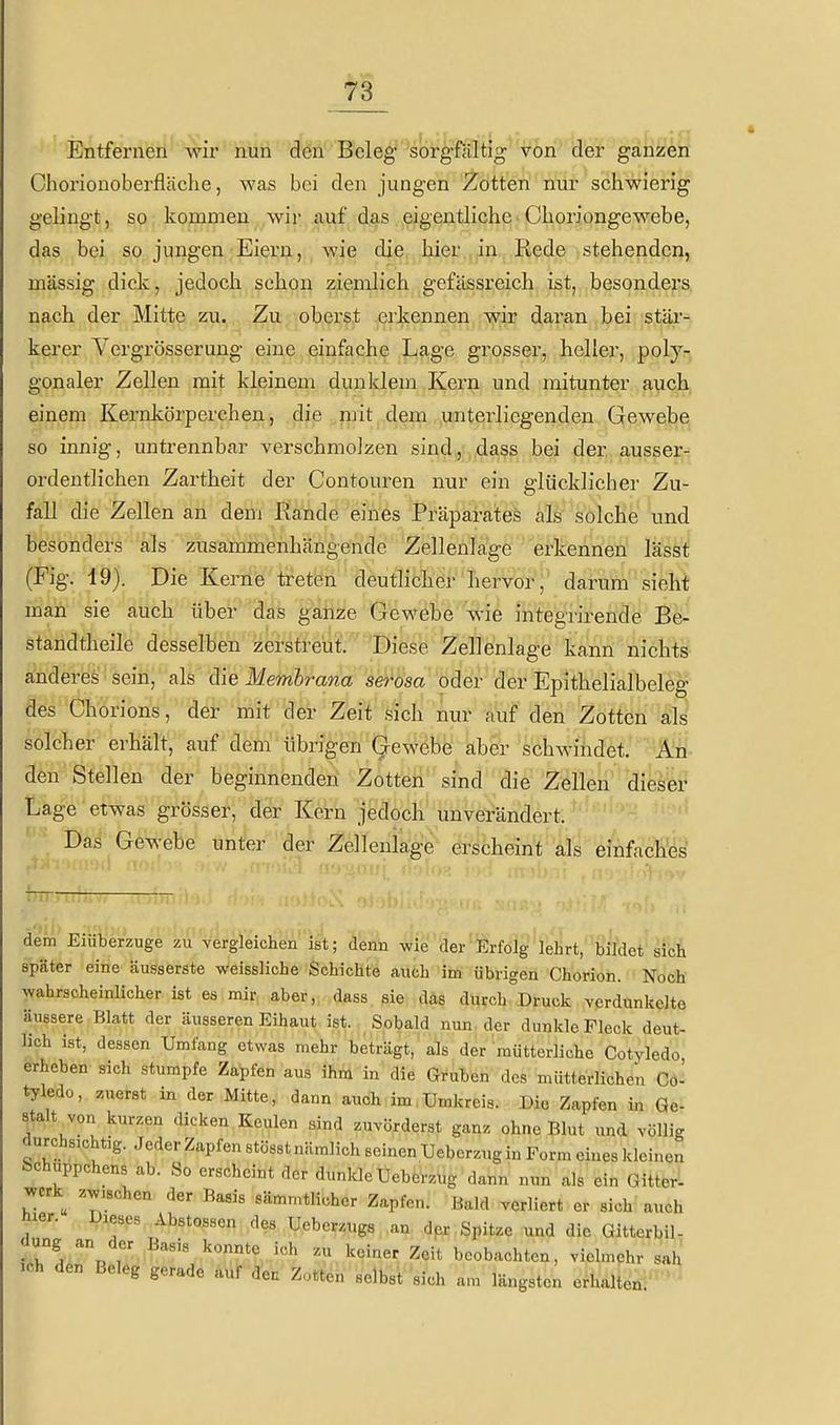 Entfernen wir nun den Beleg''■söfg'Mtig'von''der gäriz^ Chorionoberfläche, was bei den jungen Zotten nur schwierig gelingt, so kommen wir auf das eigentliche• Choriongewebe, das bei so jungen Eiern, wie die hier in Rede stehenden, massig dick, jedoch schon ziemlich gefässreich ist, besonders nach der Mitte zu. Zu oberst erkennen ^yir daran bei stär- kerer Vergrösserung eine einfache Lage grosser, heller, poly- gonaler Zellen mit kleinem dunklem Kern und mitunter auch einem Kernkörperchen, die mit dem unterliegenden Gewebe so innig, untrennbar verschmolzen sind, dass bei der ausser- ordentlichen Zartheit der Contouren nur ein glücklicher Zu- fall die Zellen an dem Kande eines Präparates als solche und besonders als zusammenhängende Zellenlage erkennen lässt (Fig. 19). Die Kerne treten deutlicher hervor, darum sieht man sie auch über das ganze Gewebe wie integrirende Be- standtheile desselben zerstreut. Diese Zellenlage kann nichts anderes sein, als die Membrana serosa oder der Epithelialbeleg des Chorions, der mit der Zeit sich nur auf den Zotten als solcher erhält, auf dem übrigen (^ewebe aber schwindet. An den Stellen der beginnenden Zotten sind die Zellen dieser Lage etwas grösser, der Kern jedoch unverändert. Das Gewebe unter der Zelleniage erscheint als einfaches dem Eiüberzuge zu Ycrgleichen ist; denn wie der Erfolg lehrt, bildet sicli später eine äusserste weissliche Schichte auch im übrigen Chorion. Noch wahrscheinlicher ist es mir aber, dass sie das durch Druck verdunkelte äussere Blatt der äusseren Eihaut ist. Sobald nun -der dunkle Fleck deut- lich ist, dessen Umfang etwas mehr beträgt, als der mutterliche Cotyledo erheben sich stumpfe Zapfen aus ihm in die Gruben des mütterlichen Co- tyledo, zuerst in der Mitte, dann auch im,Umkreis. Die Zapfen in Ge- stalt von kurzen dicken Keulen sind zuvörderst ganz ohne Blut und völlig durchsichtig. Jeder Zapfen stösst nämlich seinen Ueberzug in Form eines kleinen Schuppchens ab. So erscheint der dunkle Ueberzug dann nun als ein Gitter- werk zwischen der Basis sämmtlicher Zapfen. Bald verliert er sich! auch mer. Dieses Abstossen des Ueberzugs an der Spitze und die Gitterbil- dung an der Basis konnte ich zu keiner Zeit beobachten, vielmehr sah .ch den Beleg gerade auf den Zotten selbst sich am längsten erhalten.-^''^