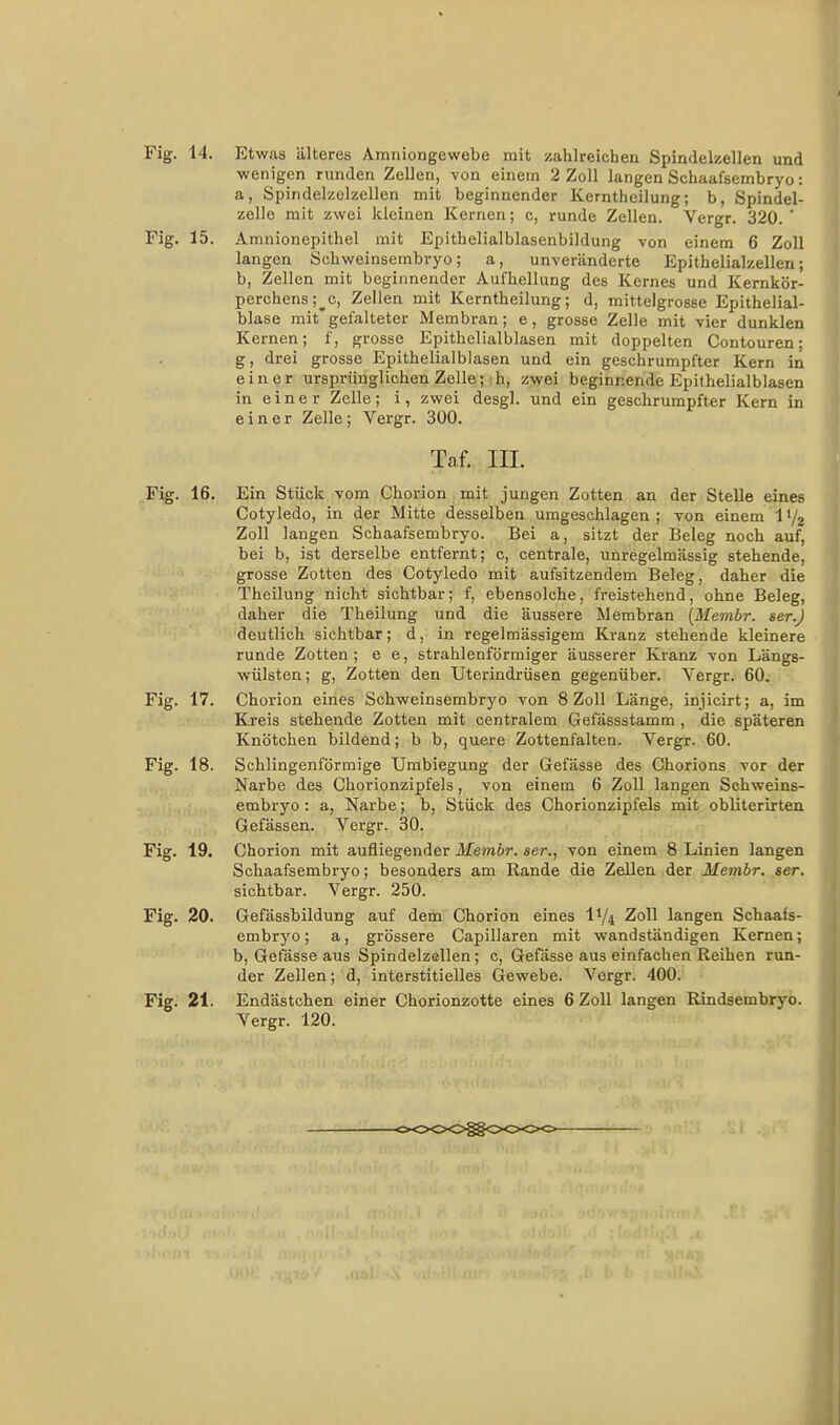 Fig. 14. Etwas älteres Amiiiongewebe mit zahlreichen Spindelzellen und wenigen runden Zellen, von einem 2 Zoll langen Schaafsembryo: a, Spindelzelzellen mit beginnender Kerntheilung; b, Spindel- zelle mit zwei kleinen Kernen; c, runde Zellen. Vergr. 320. ' Fig. 15. Amnionepithel mit Epithelialblasenbildung von einem 6 Zoll langen Schweinsembryo; a, unveränderte Epithelialzellen; b, Zellen mit beginnender Aufhellung des Kernes und Kernkör- perchens;^c, Zellen mit Kerntheilung; d, mittelgrosse Epithelial- blase mit'gefalteter Membran; e, grosse Zelle mit vier dunklen Kernen; f, grosse Epithelialblasen mit doppelten Contouren; g, drei grosse Epithelialblasen und ein geschrumpfter Kern in einer ursprünglichen Zelle; h, zwei beginnende Epithelialblasen in einer Zelle; i, zwei desgl. und ein geschrumpfter Kern in einer Zelle; Vergr. 300. Taf. III. Fig. 16. Ein Stück vom Chorion mit jungen Zotten an der Stelle eines Cotyledo, in der Mitte desselben umgeschlagen; von einem l'/j Zoll langen Schaafsembryo. Bei a, sitzt der Beleg noch auf, bei b, ist derselbe entfernt; c, centrale, unregelmässig stehende, grosse Zotten des Cotyledo mit aufsitzendem Beleg, daher die Theilung nicht sichtbar; f, ebensolche, freistehend, ohne Beleg, daher die Theilung und die äussere Membran (Membr. ser.J deutlich sichtbar; d, in regelmässigem Kranz stehende kleinere runde Zotten; e e, strahlenförmiger äusserer Kranz von Längs- wülsten; g, Zotten den Uterindrüsen gegenüber. Vergr. 60. Fig. 17. Chorion eines Schweinsembryo von 8Zoll Länge, injicirt; a, im Kreis stehende Zotten mit centralem Gefässstamm , die späteren Knötchen bildend; b b, quere Zottenfalten. Vergr. 60. Fig. 18. Sohlingenförmige Umbiegung der Gefässe des Chorions vor der Narbe des Chorionzipfels, von einem 6 Zoll langen Schweins- embryo : a, Narbe; b, Stück des Chorionzipfels mit obliterirten Gefässen. Vergr. 30. Fig. 19. Chorion mit aufliegender Membr. ser., von einem 8 Linien langen Schaafsembryo; besonders am Rande die Zellen der Membr. aer. sichtbar. Vergr. 250. Fig. 20. Gefässbildung auf dem Chorion eines IV4 Zoll langen Schaafs- embryo ; a, grössere Capillaren mit wandständigen Kernen; b, Getasse aus Spindelzellen; c, Gefässe aus einfachen Reihen run- der Zellen; d, interstitielles Gewebe. Vergr. 400. Fig. 21. Endästchen einer Chorionzotte eines 6 Zoll langen Rindsembryo. Vergr. 120. i