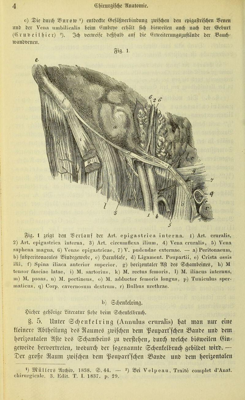 c) S)ie buvc^ 8urott) 0 entbedte ©efä^öerBinbuiig gVDifc^ett ben e^igaftnfd^ett Svenen imb ber Vena umbilicalis Beim (SmBr^o cx^Ü [tcf? Bigtoeilen aiic^ mä) ber ©eburt (C£rui? eil ^)ier) öertveife be^^afb auf bie (ämeiterimg^pftänbe ber ^auä)- tuanbijenent 1 jeigt bett Verlauf ber Art. epigastrica interna. 1) Art. cruralis, 2) Art. epigastrica interna, 3) Art. circumflexa ilium, 4) Vena crnralis, 5) Vena saphena magna, 6) Venae epigastricae, 7) V. pudendae externae. — a) Peritonaeum, b) juB:peritonaea(e^ SSinbegeioeBe, c) §arnBtaje, d) Ligament. Ponpartii, e) Crista ossis ilii, f) Spina iliaca anterior snperior, g) l^ort^ontaler Slft be§ @c^amBeirte0, h) M tensor fasciae latae, i) M. sartorius, k) M. rectus femoris, 1) M. iliacus internus, m) M. psoas, n) M, pectineus, o) M. adductor femoris longus, p) Tuniculus sper- maticus, q) Corp. cavernosum dextrum, r) Bulbus urethrae. b) St^enMring. §ief)er gel^ortge Literatur fiel^e Beim ©d^eiiMBrud^, §, 5, Unter (Sd^enfdring (Annulus cruralis) ^^at man nnr eine Heinere 3lBt^ei(nng be§ 3!anmeg aiDtfc^en bem ^on^arffd^en ^anbe nnb bem horizontalen Ifte be§ ©d^amBetn^ p ijerjiel^en, bnrd^ ttjelcJ^e Bi^lDeifen ^in^ getoeibe T^erbortreten, toobnrd^ ber fogenannte @(^enfetbrnc5^ geBitbet toirb. — :Der groge ^anm atpif^en bem ^on^art'fc^en ^anbe nnb bent ^orijontaten 1) MiilUx§ Wrc^ii), 1838, @, 44, — ^) ^ei Velpeau, Traite complet d'Anat. Chirurgieale, 3. Edit. T. I. 1837. p. 29,