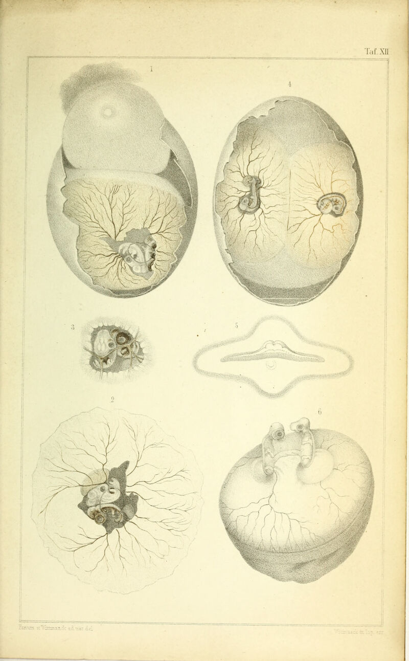 Tal'. XII rctdi äi:',Vittaia.adc id