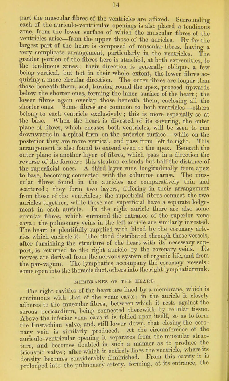 part the muscular fibres of the ventricles are affixed. Surrounding each of tlie auriculo-ventricular openings is also placed a tendinous zone, from the lower surface of which the muscular fibres of the ventricles arise—from the upper those of the auricles. By far the largest part of the heart is composed of muscular fibres, having a very complicate arrangement, particularly in the ventricles. The gi-eater portion of the fibres here is attached, at both extremities, to the tendinous zones; their direction is generally oblique, a few being vertical, but hot in their whole extent, the lower fibres ac- quiring a more circular direction. The outer fibres are longer than those beneatb them, and, turning round the apex, proceed upwards below the shorter ones, forming the inner surface of the heart; the lower fibres again overlap those beneath them, enclosing all the shorter ones. Some fibres are common to both ventricles—others belong to each ventricle exclusively; this is more especially so at the base. When the heart is divested of its covering, the outer plane of fibres, which encases both ventricles, will be seen to nm downwards in a spiral form on the anterior surface—while on the posterior they are more vertical, and pass from left to right. This arrangement is also found to extend even to the apex. Beneath the outer plane is another layer of fibres, which pass in a direction the reverse of the former: this stratum extends but half the distance of the superficial ones. A third layer runs longitudinally from apex to base, becoming connected vfith the columnEe carnas. The mus- cular fibres found in the auricles are comparatively thin and scattered; they fonn two layers, difiering in their arrangement from those of the ventricles; the superficial fibres connect the two auricles together, while those not superficial have a separate lodge- ment in each auricle. In the right auricle there are also some circular fibres, which surround the entrance of the superior vena cava: the pulmonary veins in the left auricle are similarly invested. The heart is plentifully supplied with blood by the coronary arte- ries which encircle it. The blood distributed through these vessels, after furnishing the structure of the heart with its necessary sup- port, is returned to the right auricle by the coronaiy veins. Its nerves are derived from the nervous system of organic life, and from the par-vagum. The lymphatics accompany the coronary vessels: some open into the thoracic duct, others into the right lymphatictrunk. MEMBRANES OF THE HEART- The right cavities of the heart are lined by a membrane, which is continuous with that of the venee cavse: in the auricle it closely adheres to the muscular fibres, between which it rests against the serous pericardium, being connected therewith by cellular tissue. Above the inferior vena cava it is folded upon itself, so as to form the Eustachian valve, and, still lower domi, that closing the coro- nary vein is similarly produced. At the curcumference of the auriculo-ventricular opening it separates from the muscular struc- ture, and becomes doubled in such a manner as to produce the tricuspid valve; after which it entirely lines the ventricle, where its density becomes considerably diminished. From this ca^nty it is prolonged into the pulmonary artery, forming, at its entrance, the