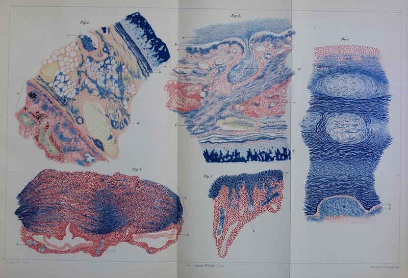 ■ Lith.Anst.v.A.Cdltsch.Jsna.