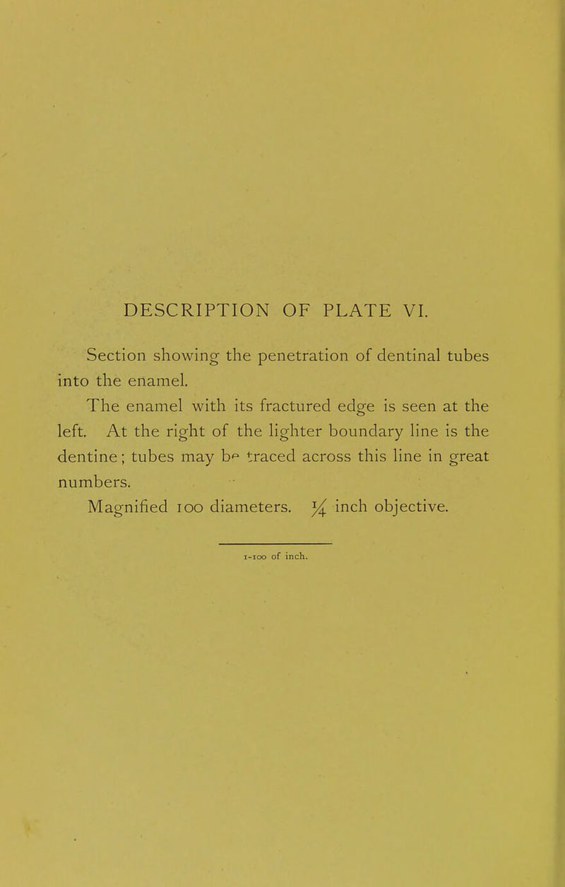 Section showing the penetration of dentinal tubes into the enamel. The enamel with its fractured edge is seen at the left. At the right of the lighter boundary line is the dentine; tubes may b^ traced across this line in great numbers. Magnified 100 diameters. ^ inch objective.