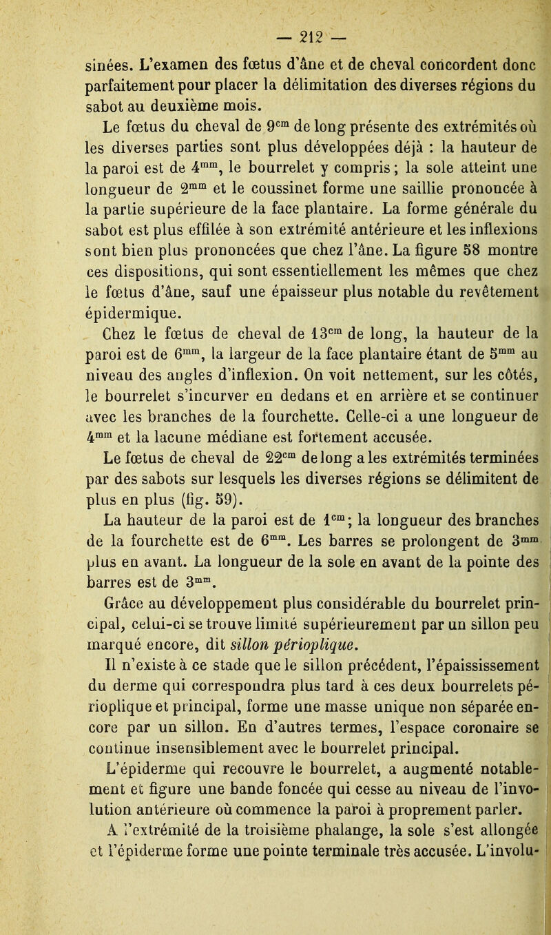 sinées. L'examen des fœtus d'âne et de cheval concordent donc parfaitement pour placer la délimitation des diverses régions du sabot au deuxième mois. Le fœtus du cheval de 9^^ de long présente des extrémités où les diverses parties sont plus développées déjà : la hauteur de la paroi est de 4™°^, le bourrelet y compris ; la sole atteint une longueur de et le coussinet forme une saillie prononcée à la partie supérieure de la face plantaire. La forme générale du sabot est plus effilée à son extrémité antérieure et les inflexions sont bien plus prononcées que chez l'âne. La figure 58 montre ces dispositions, qui sont essentiellement les mêmes que chez le fœtus d'âne, sauf une épaisseur plus notable du revêtement épidermique. Chez le fœtus de cheval de 13^^ de long, la hauteur de la paroi est de 6*^, la largeur de la face plantaire étant de 5™^ au niveau des angles d'inflexion. On voit nettement, sur les côtés, le bourrelet s'incurver en dedans et en arrière et se continuer avec les branches de la fourchette. Celle-ci a une longueur de 4^^ et la lacune médiane est fortement accusée. Le fœtus de cheval de 22''°* de long aies extrémités terminées par des sabots sur lesquels les diverses régions se délimitent de plus en plus (fig. 59). La hauteur de la paroi est de l'^^; la longueur des branches de la fourchette est de 6°. Les barres se prolongent de 3™™ plus en avant. La longueur de la sole en avant de la pointe des barres est de S''. Grâce au développement plus considérable du bourrelet prin- cipal, celui-ci se trouve limité supérieurement par un sillon peu marqué encore, dit sillon périoplique. Il n'existe à ce stade que le sillon précédent, l'épaississement du derme qui correspondra plus tard à ces deux bourrelets pé- rioplique et principal, forme une masse unique non séparée en- core par un sillon. En d'autres termes, l'espace coronaire se continue insensiblement avec le bourrelet principal. L'épiderme qui recouvre le bourrelet, a augmenté notable- ment et figure une bande foncée qui cesse au niveau de l'invo- lution antérieure oii commence la pak*oi à proprement parler. A l'extrémité de la troisième phalange, la sole s'est allongée et l'épiderme forme une pointe terminale très accusée. L'involu-