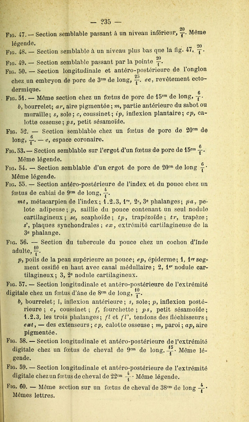 20 YiQ, 47. — Section semblable passant à un niveau inférieur, y. Même légende. 20 YiQ, 48. — Section semblable à un niveau plus bas que la fig. 47, j. 20 YiQ. 49, — Section semblable passant par la pointe y. YiQ, 50. — Section longitudinale et antéro-postérieure de Fonglon chez un embryon de porc de S'^^ de long, y. ec, revêtement ecto- dermique. ^ Fig. 51. — Même section chez un fœtus de porc de IS'^^ de long, -j- b, bourrelet; ar, aire pigmentée ; m, partie antérieure du sabot ou muraille; 5, sole; c, coussinet; ip, inflexion plantaire; cp, ca- lotte osseuse; ps, petit sésamoïde. Fig. 52. — Section semblable chez un fœtus de porc de 20*^ de long, Y' ~ espace coronaire. Fig. 53.— Section semblable sur l'ergot d'un fœtus de porc de 15^^ A. Même légende. Fig. 54. — Section semblable d'un ergot de porc de 20*=™ de long j- Même légende. Fig. 55. — Section antéro-postérieure de l'index et du pouce chez un fœtus de cabiai de 9'^' de long, --. mty métacarpien de l'index; 1.2.3, 1'°, 2% 3^ phalanges; pa, pe- lote adipeuse ; p, saillie du pouce contenant un seul nodule cartilagineux; se, scaphoïde ; tp, trapézoïde ; tr, trapèze; 5', plaques synchondrales ; ex, extrémité cartilagineuse de la 3e phalange. Fig. 56. — Section du tubercule du pouce chez un cochon d'Inde adulte, —■• p, poils de la peau supérieure au pouce; ep, épiderme; 1, l^^ seg- ment ossifié en haut avec canal médullaire; 2, 1' nodule car- tilagineux ; 3, 2^ nodule cartilagineux. Fig. 57. — Section longitudinale et antéro-postérieure de l'extrémité digitale chez un fœtus d'âne de S'^' de long, b, bourrelet; l, inflexion antérieure; s, sole; p, inflexion posté- rieure ; c, coussinet; f, fourchette; ps, petit sésamoïde; 1.2.3, les trois phalanges; fl et fV, tendons des fléchisseurs ; ext, — des extenseurs ; cp, calotte osseuse ; m, paroi ; ap, aire pigmentée, Fig. 58. —- Section longitudinale et antéro-postérieure de l'extrémité digitale chez un fœtus de cheval de 9^^ de long. Même lé- gende. Fig. 59. — Section longitudinale et antéro-postérieure de l'extrémité digitale chez un fœtus de cheval de 22'^'n Même légende. Fig. 60. — Même section sur un fœtus de cheval de 38<=' de long Mêmes lettres.