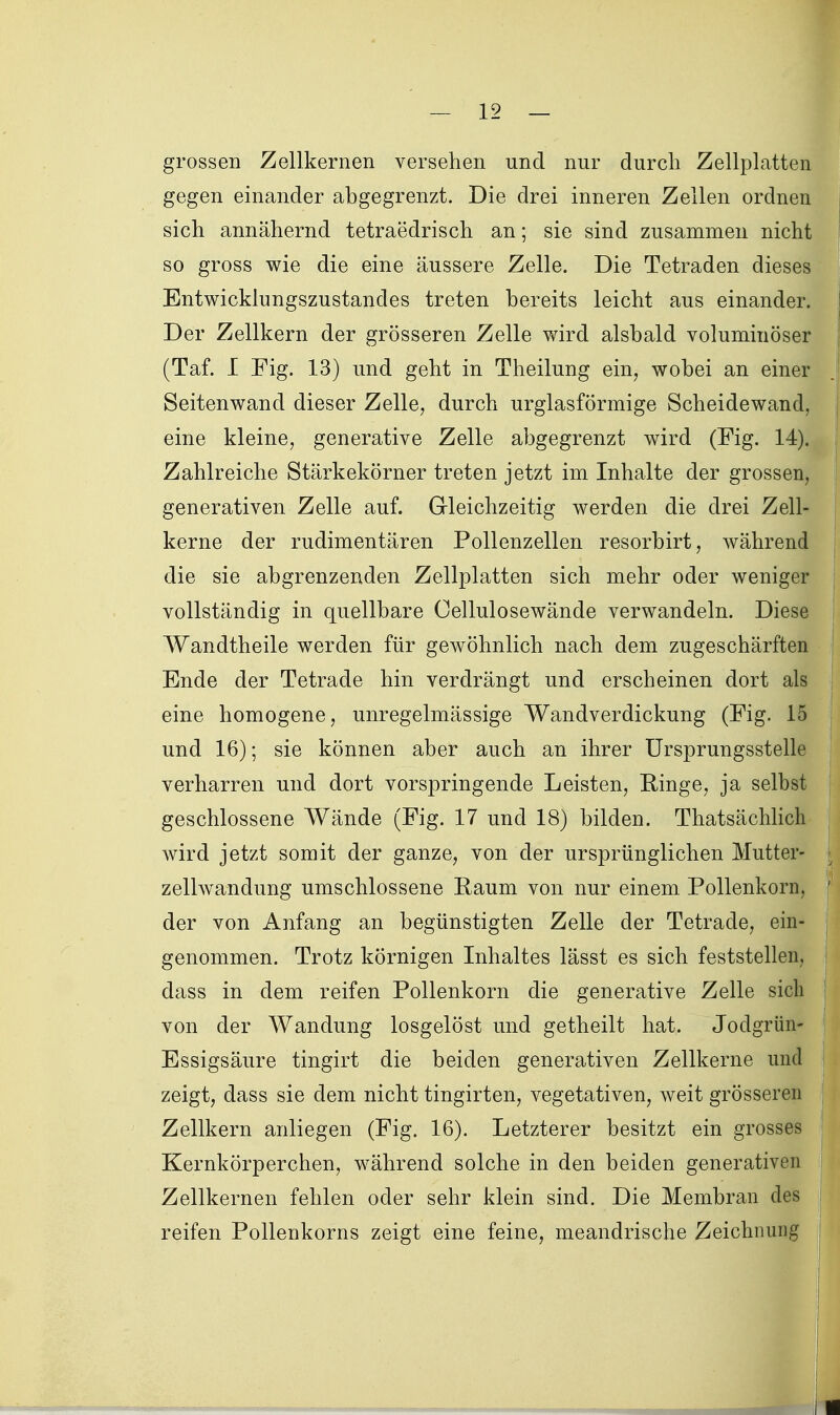 grossen Zellkernen versehen und nur durch Zellplatten gegen einander abgegrenzt. Die drei inneren Zellen ordnen sich annähernd tetraedrisch an; sie sind zusammen nicht so gross wie die eine äussere Zelle. Die Tetraden dieses Entwicklungszustandes treten bereits leicht aus einander. Der Zellkern der grösseren Zelle wird alsbald voluminöser (Taf. I Fig. 13) und geht in Theilung ein, wobei an einer Seitenwand dieser Zelle, durch urglasförmige Scheidewand, eine kleine, generative Zelle abgegrenzt wird (Fig. 14). Zahlreiche Stärkekörner treten jetzt im Inhalte der grossen, generativen Zelle auf. Gleichzeitig werden die drei Zell- kerne der rudimentären Pollenzellen resorbirt, während die sie abgrenzenden Zellplatten sich mehr oder weniger vollständig in quellbare Cellulosewände verwandeln. Diese Wandtheile werden für gewöhnlich nach dem zugeschärften Ende der Tetrade hin verdrängt und erscheinen dort als eine homogene, unregelmässige Wandverdickung (Fig. 15 und 16); sie können aber auch an ihrer ürsprungsstelle verharren und dort vorspringende Leisten, Einge, ja selbst geschlossene Wände (Fig. 17 und 18) bilden. Thatsächlich wird jetzt somit der ganze, von der ursprünglichen Mutter- zellwandung umschlossene Raum von nur einem Pollenkorn, der von Anfang an begünstigten Zelle der Tetrade, ein- genommen. Trotz körnigen Inhaltes lässt es sich feststellen, dass in dem reifen Pollenkorn die generative Zelle sich von der Wandung losgelöst und getheilt hat. Jodgrün- Essigsäure tingirt die beiden generativen Zellkerne und zeigt, dass sie dem nicht tingirten, vegetativen, weit grösseren Zellkern anliegen (Fig. 16). Letzterer besitzt ein grosses Kernkörperchen, während solche in den beiden generativen Zellkernen fehlen oder sehr klein sind. Die Membran des reifen Pollenkorns zeigt eine feine, meandrische Zeichnung