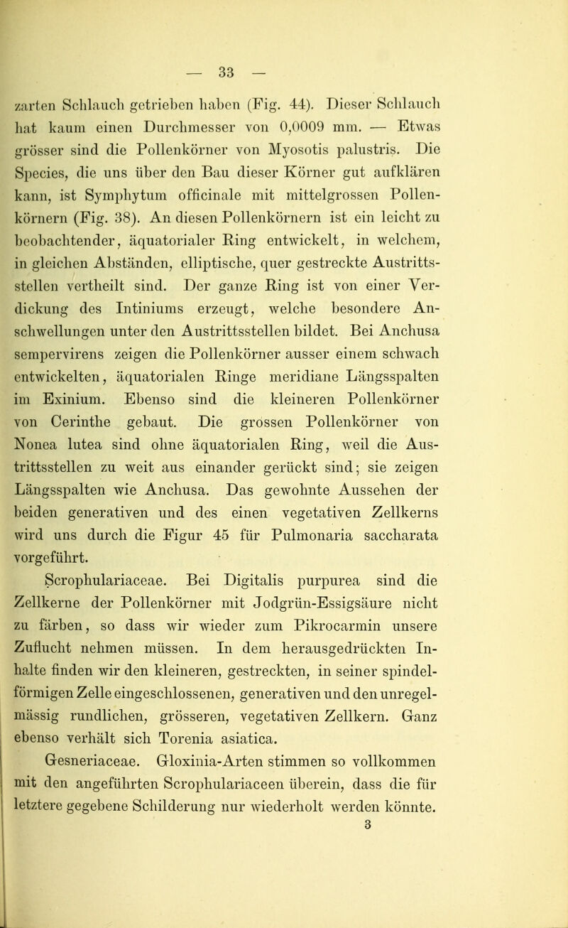 zarten Schlauch getrieben haben (Fig. 44). Dieser Sclilaucli hat kaum einen Durchmesser von 0,0009 mm. — Etwas grösser sind die Pollenkörner von Myosotis palustris. Die Speeles, die uns über den Bau dieser Körner gut aufklären kann, ist Symphytum officinale mit mittelgrossen Pollen- körnern (Fig. 38). An diesen Pollenkörnern ist ein leicht zu beobachtender, äquatorialer Ring entwickelt, in welchem, in gleichen Abständen, elliptische, quer gestreckte Austritts- stellen vertheilt sind. Der ganze Hing ist von einer Ver- dickung des Intiniums erzeugt, welche besondere An- schwellungen unter den Austrittsstellen bildet. Bei Anchusa sempervirens zeigen die Pollenkörner ausser einem schwach entwickelten, äquatorialen Ringe meridiane Längsspalten im Exinium. Ebenso sind die kleineren Pollenkörner von Cerinthe gebaut. Die grossen Pollenkörner von Nonea lutea sind ohne äquatorialen Ring, weil die Aus- trittsstellen zu weit aus einander gerückt sind; sie zeigen Längsspalten wie Anchusa. Das gewohnte Aussehen der beiden generativen und des einen vegetativen Zellkerns wird uns durch die Figur 45 für Pulmonaria saccharata vorgeführt. Scrophulariaceae. Bei Digitalis purpurea sind die Zellkerne der Pollenkörner mit Jodgrün-Essigsäure nicht zu färben, so dass wir wieder zum Pikrocarmin unsere Zuflucht nehmen müssen. In dem herausgedrückten In- halte finden wir den kleineren, gestreckten, in seiner spindel- förmigen Zelle eingeschlossenen, generativen und den unregel- mässig rundlichen, grösseren, vegetativen Zellkern. Ganz ebenso verhält sich Torenia asiatica. Gesneriaceae. Gloxinia-Arten stimmen so vollkommen mit den angeführten Scrophulariaceen überein, dass die für letztere gegebene Schilderung nur wiederholt werden könnte.