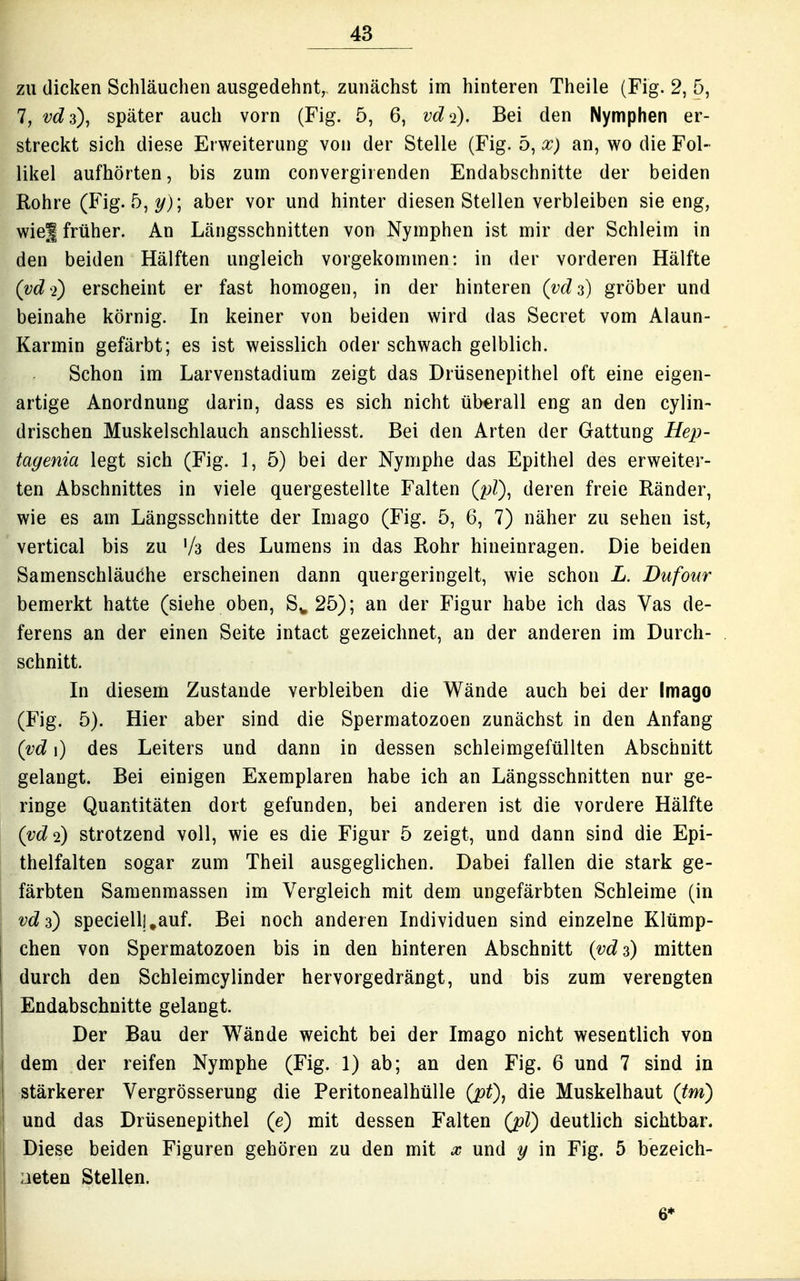 zu dicken Schläuchen ausgedehnt, zunächst im hinteren Theile (Fig. 2, 5, 1, vdz), später auch vorn (Fig. 5, 6, vd^i). Bei den Nymphen er- streckt sich diese Erweiterung von der Stelle (Fig. 5, x) an, wo die Fol- likel aufhörten, bis zum convergirenden Endabschnitte der beiden Rohre (Fig. 5,?/); aber vor und hinter diesen Stellen verbleiben sie eng, wie| früher. An Längsschnitten von Nymphen ist mir der Schleim in den beiden Hälften ungleich vorgekommen: in der vorderen Hälfte (vd^i) erscheint er fast homogen, in der hinteren (^;c?3) gröber und beinahe körnig. In keiner von beiden wird das Secret vom Alaun- Karmin gefärbt; es ist weisslich oder schwach gelblich. Schon im Larvenstadium zeigt das Drüsenepithel oft eine eigen- artige Anordnung darin, dass es sich nicht überall eng an den cylin- drischen Muskelschlauch anschliesst. Bei den Arten der Gattung Hep- tagenia legt sich (Fig. 1, 5) bei der Nymphe das Epithel des erweiter- ten Abschnittes in viele quergestellte Falten (^Q, deren freie Ränder, wie es am Längsschnitte der Imago (Fig. 5, 6, 7) näher zu sehen ist, vertical bis zu '/a des Lumens in das Rohr hineinragen. Die beiden Samenschläuche erscheinen dann quergeringelt, wie schon L. Dufour bemerkt hatte (siehe oben, S^ 25); an der Figur habe ich das Vas de- ferens an der einen Seite intact gezeichnet, an der anderen im Durch- schnitt. Li diesem Zustande verbleiben die Wände auch bei der Imago (Fig. 5). Hier aber sind die Spermatozoen zunächst in den Anfang (vd i) des Leiters und dann in dessen schleimgefüllten Abschnitt gelangt. Bei einigen Exemplaren habe ich an Längsschnitten nur ge- ringe Quantitäten dort gefunden, bei anderen ist die vordere Hälfte {vd^) strotzend voll, wie es die Figur 5 zeigt, und dann sind die Epi- thelfalten sogar zum Theil ausgeglichen. Dabei fallen die stark ge- färbten Samenmassen im Vergleich mit dem ungefärbten Schleime (in vdz) speciell],auf. Bei noch anderen Individuen sind einzelne Klümp- chen von Spermatozoen bis in den hinteren Abschnitt {vdz) mitten durch den Schleimcylinder hervorgedrängt, und bis zum verengten Endabschnitte gelangt. Der Bau der Wände weicht bei der Imago nicht wesentlich von dem der reifen Nymphe (Fig. 1) ab; an den Fig. 6 und 7 sind in stärkerer Vergrösserung die PeritonealhüUe (pQ, die Muskelhaut (tm) ^ und das Drüsenepithel (e) mit dessen Falten (jcil) deutlich sichtbar. j Diese beiden Figuren gehören zu den mit x und y in Fig. 5 bezeich- I Lieten Stellen. 6* J