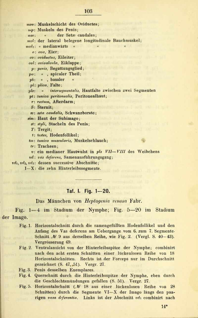 mov: Muskelschicht des Oviductes; mp: Muskeln des Penis; msc: « der Setae caudales; mvl: der lateral belegene longitudinale Bauchmuskel; mvl\: « medianwärts « « « o: ovo, Eier; ov: ovidvtctus, Eileiter; ovl: ovivalvula, Eiklappe; p: pe-nis, Begattungsglied; pa:  , apicaler Theil; pb: « , basaler « pl: plica, Falte; pls: « intersegmentalis, Hautfalte zwischen zwei Segmenten pt: tunica peritonealis, Peritonealhaut; r: rectum, Afterdarm; S: Sternit; sc: seta caudalis, Schwanzborgte; sim: Haut der Subimago; st: stylt. Stacheln des Penis; T: Tergit; t: festes, Hodenfollikel; tm: tunica muscularis, Muskelschlauch; ^ tr: Tracheen; v: ein medianer Hautwulst in pls VI]—VJII des Weibchens vd: vas de/erens, Samenausftihrungsgang; vd],vd2,vd-:i: dessen successive Abschnitte; I—X: die zehn Hinterleibssegmeute. Taf. I. Fig. 1—20. Das Männchen von Heptagenia venosa Fabr. Fig. 1—4 im Stadium der Nymphe; Fig. 5—20 im Stadium Imago. Fig. 1. Horizontalschnitt durch die samengefüllten Hodenfollikel und den Anfang des Vas deferens am Uebergange vom 6. zum 7. Segmente- Schnitt M 9 aus derselben Reihe, wie Fig. 2. (Vergl. S. 40-43). Vergrösserung 69. Fig. 2. Ventralansicht von der Hinterleibsspitze der Nymphe; combinirt nach den acht ersten Schnitten einer lückenlosen Reihe von 18 Horizontalschnitten. Rechts ist der Forceps nur im Durchschnitt gezeichnet (S. 47, .51). Vergr. 27. Fig. 3. Penis desselben Exemplares. Fig. 4. Querschnitt durch die Hinterleibsspitze der Nymphe, eben durch die Geschlechtsmündungen gefallen (S. 51). Vergr. 27. Fig. 5. Horizontalschnitt {M 18 aus einer lückenlosen Reihe von 28 Schnitten) durch die Segmente VI—X der Imago längs den paa- rigen vasa dpferentia. Links ist der Abschnitt vd?, combinirt nach 14*
