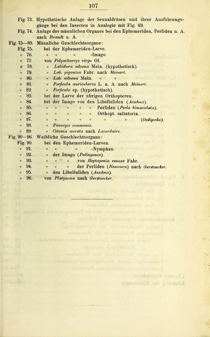 Fig. 73. Hypothetische Anlage der Sexualdrüsen und ihrer Ausführungs gäuge bei den Insecten in Analogie mit Fig. 69. Fig. 74. Anlage des männlichen Organes bei den Ephemeriden, Perliden u. A nach Brandt u. A. Fig. 75—89. Männliche Geschlechtsorgane: Fig. 75. bei der Ephemeriden-Larve. « 76. « « « -Imago. « 77. von Polymitarcys virgo Ol. z 78. « Lahidura advena Mein, (hypothetisch). « 79. « Lab. gigantea Fabr. nach MeinerL « 80. « Lab. advena Mein, <( « « 81. « Forficula auricularia L. u, A. nach Meinert. « 82. « Forficula sp. (hypothetisch), 0 83. bei der Larve der übrigen Orthopteren. cf 84. bei der Imago von den Libelluliden {Aeschna). « 85. « « « « « Perliden {Ferla bimaculata). « 86. « « « « « Orthopt. saltatoria. «87. « « <( <( « <( « {Oedipoda). M 88. « Panorpa communis. c! 89. « Cetonia aurata nach Lacordaire. Fig. 90—96. Weibliche Geschlechtsorgane: Fig. 90. bei den Ephemeriden-Larven. « 91. « « « -Nymphen. « 92. « der Imago (Palingenia). « 93. « « « von Heptagenia venosa Fabr. « 94. « « « der Perliden {Nemoura) nach Oerstaecker. « 95. « den Libelluliden {Aeschna). « 96. von Platysoma nach Oerstaecker.