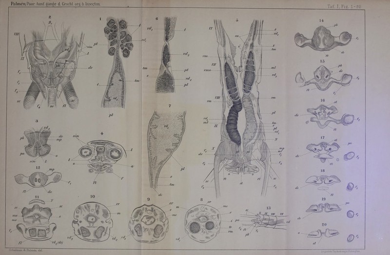 Palmen,PaauAusf.gän^e d. Geschl. orq. b. fn.sectea