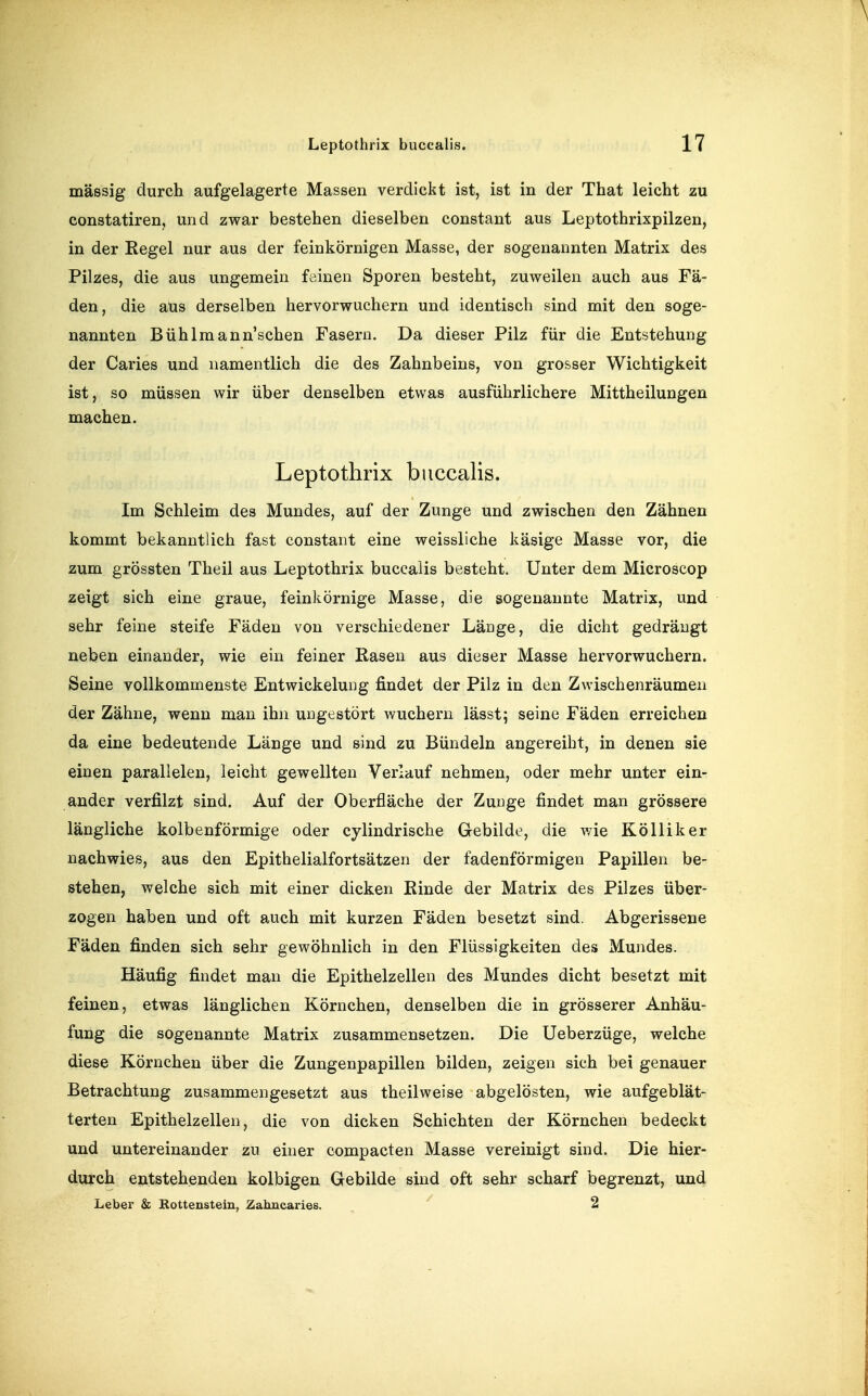 massig durch aufgelagerte Massen verdickt ist, ist in der That leicht zu constatiren, und zwar bestehen dieselben constant aus Leptothrixpilzen, in der Eegel nur aus der feinkörnigen Masse, der sogenannten Matrix des Pilzes, die aus ungemein feinen Sporen besteht, zuweilen auch aus Fä- den, die aus derselben hervorwuchern und identisch sind mit den soge- nannten Bühlraann'schen Fasern. Da dieser Pilz für die Entstehung der Caries und namentlich die des Zahnbeins, von grosser Wichtigkeit ist, so müssen wir über denselben etwas ausführlichere Mittheilungen machen. Leptothrix buccalis. Im Schleim des Mundes, auf der Zunge und zwischen den Zähnen kommt bekanntlich fast constant eine weissliche käsige Masse vor, die zum grössten Theil aus Leptothrix buccalis besteht. Unter dem Microscop zeigt sich eine graue, feinkörnige Masse, die sogenannte Matrix, und sehr feine steife Fäden von verschiedener Läüge, die dicht gedrängt neben einander, wie ein feiner Rasen aus dieser Masse hervorwuchern. Seine vollkommenste Entwickeluiig findet der Pilz in den Zwischenräumen der Zähne, wenn man ihn ungestört wuchern lässt; seine Fäden erreichen da eine bedeutende Länge und sind zu Bündeln angereiht, in denen sie einen parallelen, leicht gewellten Verlauf nehmen, oder mehr unter ein- ander verfilzt sind. Auf der Oberfläche der Zunge findet man grössere längliche kolbenförmige oder cylindrische Gebilde, die wie Kölliker nachwies, aus den Epithelialfortsätzen der fadenförmigen Papillen be- stehen, welche sich mit einer dicken Rinde der Matrix des Pilzes über- zogen haben und oft auch mit kurzen Fäden besetzt sind. Abgerissene Fäden finden sich sehr gewöhnlich in den Flüssigkeiten des Mundes. Häufig findet man die Epithelzellen des Mundes dicht besetzt mit feinen, etwas länglichen Körnchen, denselben die in grösserer Anhäu- fung die sogenannte Matrix zusammensetzen. Die Ueberzüge, welche diese Körnchen über die Zungenpapillen bilden, zeigen sich bei genauer Betrachtung zusammengesetzt aus theilweise abgelösten, wie aufgeblät- terten Epithelzellen, die von dicken Schichten der Körnchen bedeckt und untereinander zu einer compacten Masse vereinigt sind. Die hier- durch entstehenden kolbigen Gebilde sind oft sehr scharf begrenzt, und Leber & Rottensteiu, Zahucaries. 2