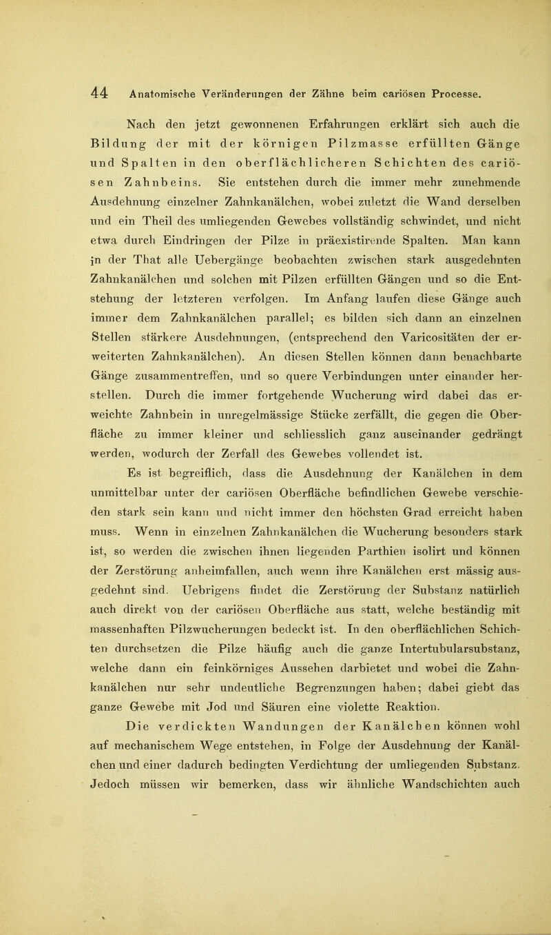Nach den jetzt gewonnenen Erfahrungen erklärt sich auch die Bildung der mit der körnigen Pilzmasse erfüllten Gänge und Spalten in den oberflächlicheren Schichten des cariö- sen Zahnbeins, Sie entstehen durch die immer mehr zunehmende Ausdehnung einzelner Zahnkanälchen, Avobei zuletzt die Wand derselben und ein Theil des umliegenden G-ewebes vollständig schwindet, und nicht etwa durch Eindringen der Pilze in präexistirende Spalten. Man kann in der That alle Uebergänge beobachten zwischen stark ausgedehnten Zahnkanälchen und solchen mit Pilzen erfüllten Gängen und so die Ent- stehung der letzteren verfolgen. Im Anfang laufen diese Gänge auch immer dem Zahnkanälchen parallel; es bilden sich dann an einzelnen Stellen stärkere Ausdehnungen, (entsprechend den Varicositäten der er- weiterten Zahnkanälchen). An diesen Stellen können dann benachbarte Gänge zusammentreffen, und so quere Verbindungen unter einander her- stellen. Durch die immer fortgehende Wucherung wird dabei das er- weichte Zahnbein in unregelmässige Stücke zerfällt, die gegen die Ober- fläche zu immer kleiner und schliesslich ganz auseinander gedrängt werden, wodurch der Zerfall des Gewebes vollendet ist. Es ist begreiflich, dass die Ausdehnung der Kanälchen in dem unmittelbar unter der cariösen Oberfläche befindlichen Gewebe verschie- den stark sein kann und nicht immer den höchsten Grad erreicht haben muss. Wenn in einzelnen Zahnkanälchen die Wucherung besonders stark ist, so werden die zwischen ihnen liegenden Parthien isolirt und können der Zerstörung anheimfallen, auch wenn ihre Kanälchen erst mässig aus- gedehnt sind. Uebrigens findet die Zerstörung der Substanz natürlich auch direkt von der cariösen Oberfläche aus statt, welche beständig mit massenhaften Pilzwucherungen bedeckt ist. In den oberflächlichen Schich- ten durchsetzen die Pilze häufig auch die ganze Intertubularsubstanz, welche dann ein feinkörniges Aussehen darbietet und wobei die Zahn- kanälchen nur sehr undeutliche Begrenzungen haben; dabei giebt das ganze Gewebe mit Jod und Säuren eine violette Reaktion. Die verdickten Wandungen der Kanälchen können wohl auf mechanischem Wege entstehen, in Folge der Ausdehnung der Kanäl- chen und einer dadurch bedingten Verdichtung der umliegenden Substanz, Jedoch müssen wir bemerken, dass wir ähnliche Wandschichten auch