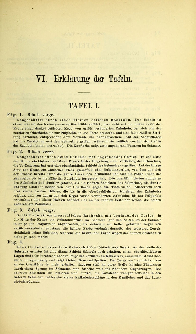 YI Erklärung der Tafeln. TAFEL I. ig. 1. 3-fach vergr. Längsschnitt durch einen kleinen cariösen Backzahn. Der Schnitt ist etwas seitlich durch eine grosse cariöse Höhle geführt; man sieht auf der linken Seite der Krone einen dunkel gefärbten Kegel von cariös verändertem Zahnbein, der sich von der zerstörtsn Oberfläche bis zur Pulphöhle in die Tiefe erstreckt, und eine feine radiäre Strei- fung darbietet, entsprechend dem Verlaufe der Zabnkanälchen. Auf der Schnittfläche hat die Zerstöi'ung erst den Schmelz ergriffen (während sie seitlich von ihr sich tief in das Zahnbein hmein erstreckte). Die Kaufläche zeigt zwei angeborene Fissuren im Schmelz. ig. 2. 3-fach vergr. Längsschnitt durch einen Eckzahn mit beginnender Caries. In der Mitte der Krone ein kleiner cariöser Fleck in der Umgebung einer Vertiefung des Schmelzes; die Veränderung hat erst eine oberflächliche Schicht des Schmelzes ergriffen. Auf der linken Seite der Krone ein ähnlicher Fleck, gleichfalls ohne Substanzverlust, von dem aus sich der Process bereits durch die ganze Dicke des Schmelzes und fast die ganze Dicke des Zahnbeins bis in die Nähe der Pulphöhle fortgesetzt hat. Die oberflächlichsten Schichten des Zahnbeins sind dunkler gefärbt, als die tiefsten Schichten des Schmelzes, die dunkle Färbung nimmt in beiden von der Oberfläche gegen die Tiefe zu ab. Ausserdem noch drei kleine cariöse Höhlen, die bis in die oberflächlichsten Schichten des Zahnbeins reichen, und von denen aus sich Kegel cariös veränderten Zahnbeins bis zur Pulphöhle erstrecken; eine dieser Höhlen befindet sich an der rechten Seite der Krone, die beiden anderen am Zahnhalse. ig. 3. 3-fach vergr. Schliff von einem menschlichen Backzahn mit beginnender Caries. In der Mitte der Krone ein Substanzverlust im Schmelz (auf den Seiten ist der Schmelz in Folge der Präparation abgebrochen); im Zahnbein ein heller gefärbter Kegel von cariös veränderter Substanz; die hellere Farbe verdankt derselbe der grösseren Durch- sichtigkeit seiner Substanz, während die bräunliche Farbe wegen der dünnen Schicht sich nicht geltend macht. ig. 4. Ein Stückchen desselben Zahnschliffes 100-fach vergrössert. An der Stelle des Substanzverlustes ist eine dünne Schicht Schmelz noch erhalten, seine oberflächlichsten Lagen sind sehr durchscheinend in Folge des Verlustes an Kalksalzen, ausserdem ist die Ober- fläche unregelmässig und zeigt kleine Risse und Spalten. Der Beleg von Leptothrixpilzen an der Oberfläche ist nicht erhalten, dagegen sind an einer Stelle körnige Pilzmassen durch einen Sprung im Schmelze eine Strecke weit ins Zahnbein eingedrungen. Die obersten Schichten des letzteren sind dunkel, die Kanalchen weniger deutlich; in den tieferen Schichten zahlreiche kleine Kalkniederschläge in den Kanälchen und den Inter- globularräumen.