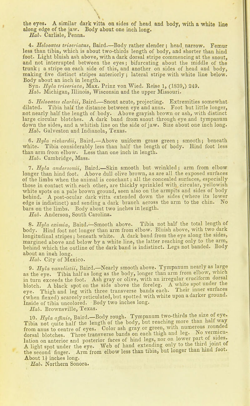 the eyes. A similar dark vitta on sides of head and body, with a white line along edge of the jaw. Body about one inch long. Hab. Carlisle, Penna. 4. HeloocEtes triseriatus, Baird—Body rather slender ; head narrow. Femur less than tibia, which is about two-thirds length of body, and shorter than hind foot. Light bluish ash above, with a dark dorsal stripe commencing at the snout, and not interrupted between the eyes; bifurcating about the middle of the trunk; a stripe on each side of this, and another on sides of head and body, making five distinct stripes anteriorly; lateral stripe with white line below. Body about an inch in length. Syn. Hyla triseriata, Max. Prinz von Wied. Reise 1, (1S39,) 249. Hab. Michigan, Illinois, Wisconsin and the upper Missouri. 5. Helocates elarhii, Baird.—Snout acute, projecting. Extremities somewhat dilated. Tibia half the distance between eye and anus. Foot but little longer, not nearly half the length of body. Above grayish brown or ash, with distinct large circular blotches. A dark band from snout through eye and tympanum down the sides, and a whitish line on the side of jaw. Size about one inch long. jHasi. Galveston and Indianola, Texas. 6. Hyla ricliardii, Baird.—Above uniform grass green; smooth; beneath white. Tibia considerably less than half the length of body. Hind foot less than arm from elbow. Less than one inch in length. Hab. Cambridge, Mass. 7. Hyla, andersonii, Baird.—Skin smooth but wrinkled ; arm from elbow longer than hind foot. Above dull olive brown, as are all the exposed surfaces of the limbs when the animal is couchant; all the concealed surfaces, especially those in contact with each other, are thickly sprinkled with circular, yellowish white spots on a pale brown ground, seen also on the armpits and sides of body behind. A post-ocular dark vitta extended down the sides (where its lower edge is indistinct) and sending a dark branch across the arm to the chin. No bars on the limbs. Body about two inches in length. Hab. Anderson, South Carolina. 8. Hyla ezimia, Baird.—Smooth above. Tibia not half the total length 6f body. Hind foot not longer than arm from elbow. Bluish above, with two dark longitudinal stripes; beneath white. A dark band from the eye along the sides, margined above and below by a white line, the latter reaching only to the arm, behind which the outline of the dark band is indistinct. Legs not banded. Body about an ineh long. Hab. City of Mexico. 9. Hyla vanvUetii, Baird.—Nearly smooth above. Tympanum nearly as large as the eye. Tibia half as long as the body, longer than arm from elbow, which in turn exceeds the foot. Ash gray or olive, with an irregular cruciform dorsal blotch. A black spot on the side above the foreleg. A white spot under the eye. Thigh and leg with three transverse bands each. Their inner surfaces (when flexed) scarcely reticulated, but spotted with white upon a darker ground. Inside of tibia uncolored. Body two inches long. Hab. Brownsville, Texas. 10. Hyla affinis, Baird.—Body rough. Tympanum two-thirds the size of eye. Tibia not quite half the length of the body, but reaching more than halfway from anus to centre of eyes. Color ash gray or green with numerous rounded dorsal blotches. Three transverse bands on each thigh and leg. INo vermicu- lation on anterior and posterior faces of hind legs, nor on lower part of sides. A light spot under the eye. Web of hand extendmg only to the third joint of the second finger. Arm from elbow less than tibia, but longer than hind foot. About li inches long. Hab. Northern Sonora.