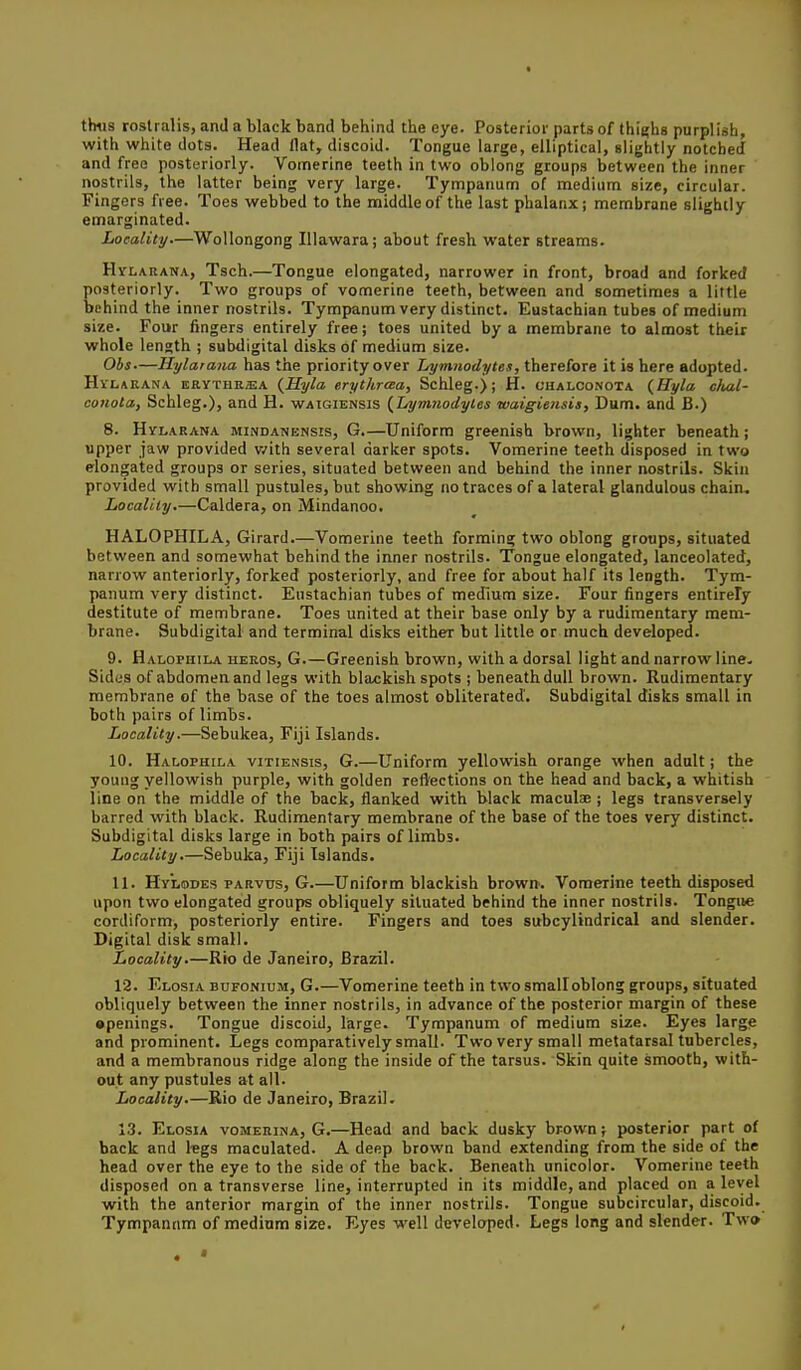 thus roslralis, and a black band behind the eye. Posterior parts of thi^hg purplish, with white dots. Head flat, discoid. Tongue large, elliptical, slightly notched and free posteriorly. Vomerine teeth in two oblong groups between the inner nostrils, the latter being very large. Tympanum of medium size, circular. Fingers free. Toes webbed to the middle of the last phalanx; membrane slightly emarginated. Locality—Wollongong Illawara; about fresh water streams. HvLARANA., Tsch.—Tongue elongated, narrower in front, broad and forked posteriorly. Two groups of vomerine teeth, between and sometimes a little behind the inner nostrils. Tympanum very distinct. Eustachian tubes of medium size. Four fingers entirely free; toes united by a membrane to almost their whole length ; subdigital disks of medium size. Obs—llylatana has the priority over Lymnodytes, therefore it is here adopted. HvLARANA ERYTHRasA {Hyla erythrcea, Schleg.); H. chalconota {Hyla cfuil- conola, Schleg.), and H. waigiensis {Lymnodytes waigiensia, Dum. and B.) 8. HvLARANA MiNDANENsrs, G.—Uniform greenish brown, lighter beneath; upper jaw provided v/ith several darker spots. Vomerine teeth disposed in two elongated groups or series, situated between and behind the inner nostrils. Skin provided with small pustules, but showing no traces of a lateral glandulous chain. Locality.—Caldera, on Mindanoo. HALOPHILA, Girard.—Vomerine teeth forming two oblong groups, situated between and somewhat behind the inner nostrils. Tongue elongated, lanceolated, narrow anteriorly, forked posteriorly, and free for about half its length. Tym- panum very distinct. Eustachian tubes of medium size. Four fingers entirely destitute of membrane. Toes united at their base only by a rudimentary mem- brane. Subdigital and terminal disks either but little or much developed. 9. Halophila herds, G.—Greenish brown, with a dorsal light and narrow line. Sides of abdomen and legs with blaxikish spots ; beneath dull brown. Rudimentary membrane of the base of the toes almost obliterated. Subdigital disks small in both pairs of limbs. Locality.—Sebukea, Fiji Islands. 10. Halophila vitiensis, G.—Uniform yellowish orange when adult; the young yellowish purple, with golden reflections on the head and back, a whitish line on the middle of the back, flanked with black maculae ; legs transversely barred with black. Rudimentary membrane of the base of the toes very distinct. Subdigital disks large in both pairs of limbs. Locality.—Sebuka, Fiji Islands. 11. Hylodes parvus, G.—Uniform blackish brown-. Vomerine teeth disposed upon two elongated groups obliquely situated behind the inner nostrils. Tongue cordiform, posteriorly entire. Fingers and toes subcyltndrical and slender. Digital disk small. Locality.—Rio de Janeiro, Brazil. 12. Elosia bufonium, G.—Vomerine teeth in two smalloblong groups, situated obliquely between the inner nostrils, in advance of the posterior margin of these •penings. Tongue discoid, large. Tympanum of medium size. Eyes large and prominent. Legs comparatively small. Two very small metatarsal tubercles, and a membranous ridge along the inside of the tarsus. Skin quite smooth, with- out any pustules at all. Locality.—Rio de Janeiro, Brazil. 13. Elosia vomerina, G.—Head and back dusky brown; posterior part of back and legs maculated. A deep brown band extending from the side of the head over the eye to the side of the back. Beneath unicolor. Vomerine teeth disposed on a transverse line, interrupted in its middle, and placed on a level with the anterior margin of the inner nostrils. Tongue subcircular, discoid. Tympannm of medium size. Eyes well developed. Legs long and slender. Two