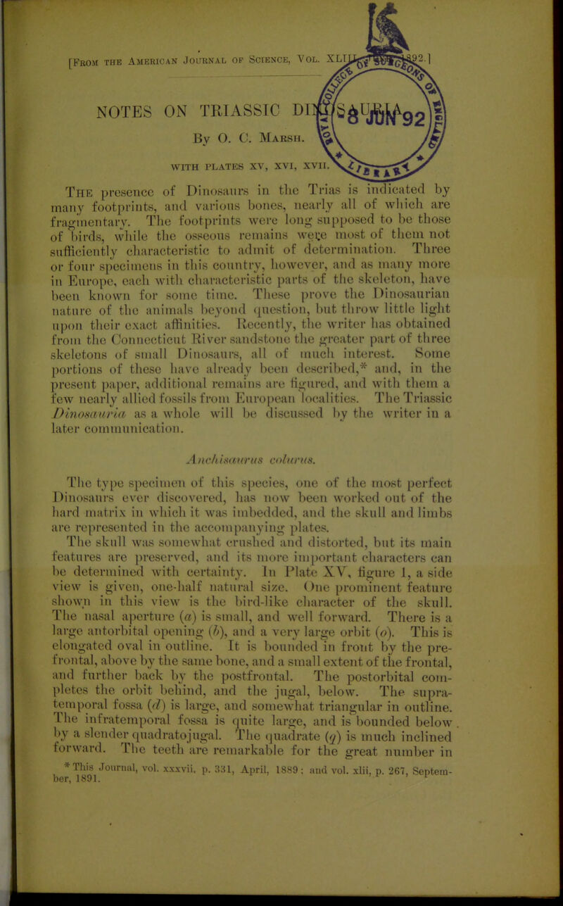 [From the American Journal of Science, Vol. X NOTES ON TRIASSIC DI By O. C. Marsh. WITH PLATES XV, XVI, XVII The presence of Dinosaurs in the Trias is indicated by many footprints, and various bones, nearly all of wliich are fragmentary. The footprints were long supposed to be those of birds, while the osseous remains weije most of tlicm not sufficiently characteristic to admit of determination. Three or four specimens in this country, howevjer, and as many more in Europe, each with characteristic parts of the skeleton, have been known for some time. These prove the Dinosaurian nature of the animals beyond (piestion, but throw little light upon tlieir exact affinities. Recently, the writer has obtained from the Connecticut River sandstone the greater part of three skeletons of small Dinosaurs, all of much interest. Some portions of these have already been described,* and, in the present paper, additional remains are figured, and with them a few nearly allied fossils from European localities. The Triassic Dlnomuj'la as a whole will be discusscvl l»y the writer in a later communication. Anc/usmirus colnrus. The type specimen of this species, one of the most perfect Dinosaurs ever discovered, has now been worked out of the hard matrix in which it was imbedded, and the skull and limbs arc represented in the accompanying plates. The skull was somewhat crushed and distorted, but its main features are preserved, and its more important characters can be determined with certainty. In Plate XV, figure 1, a side view is given, one-half natural size. One prominent feature shown in this view is the bird-like cliaracter of the skull. The nasal aperture {a) is small, and well forward. There is a large antorhital opening (/-»), and a very large orbit {o). This is elongated oval in outline. It is bounded in front by the pre- frontal, above by the same bone, and a small extent of the frontal, and further back by the postfrontal. The postorbital com- pletes the orbit behind, and the jugal, below. The supra- temporal fossa {(i) is large, and somewhat triangular in outline. The infratemporal fossa is quite large, and is bounded below by a slender quadratojugal. The (juadrate (q) is much inclined forward. The teeth are remarkable for the great nnmber in *Tliis Journal, vol. xxxvii, p. 381, April, 1889; and vol. xlii, p. 267, Septem-