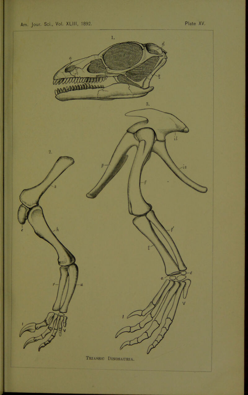 Am. Jour. Sci., Vol. XLIII, 1892. Plate XV. Triassio Dinosauria.