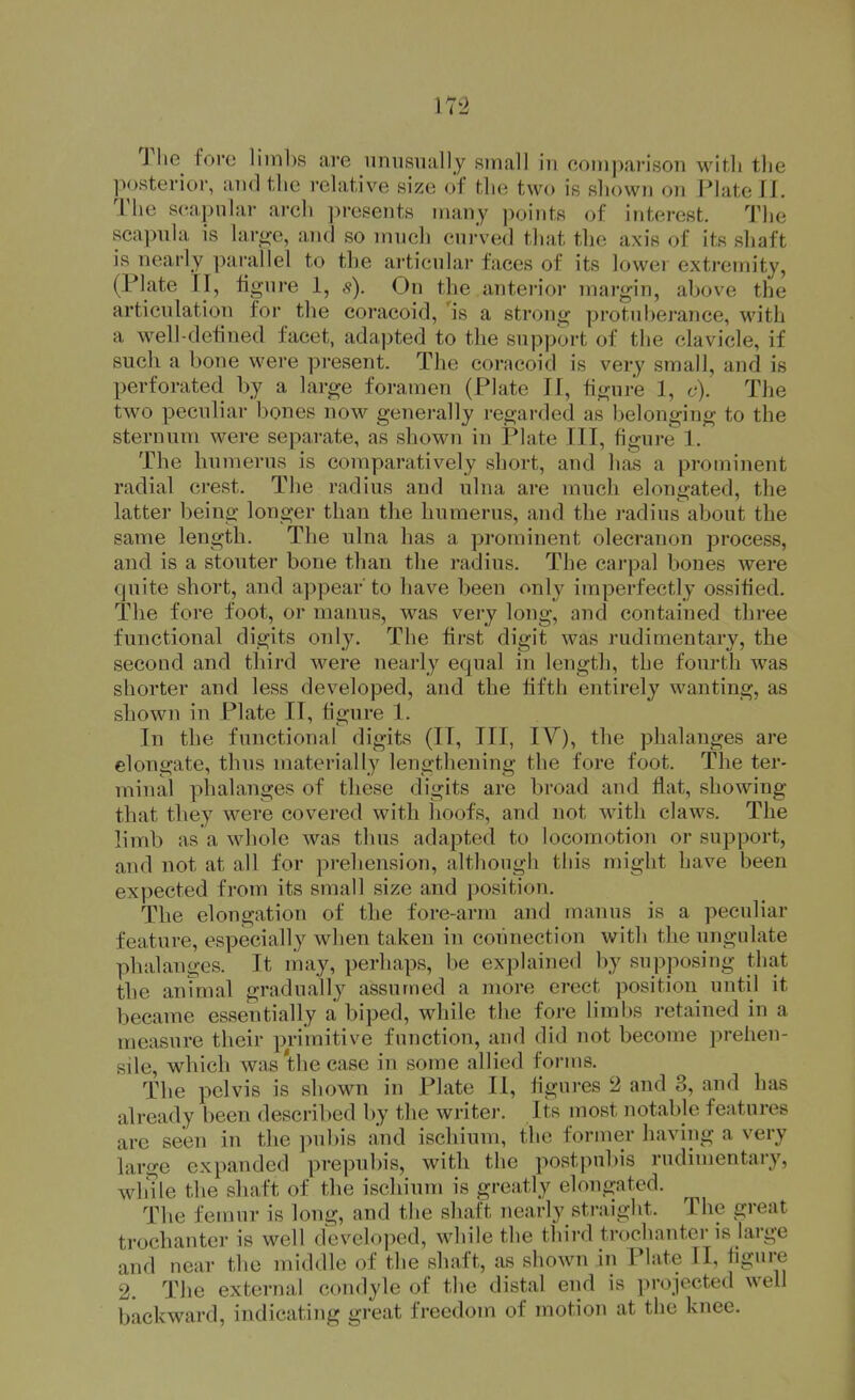 The fore liml)s are unnsniilly sinall in comparison with tlie posterior, and tlie relative size of tlie two is shown on Plate 11. The scapular arch presents many points of interest. The scapula is large, and so much curved that the axis of its shaft is nearly pai-allel to the ai-ticular faces of its lowei extremity, (Plate II, figure 1, s). On the anterior margin, above the articulation for the coracoid, 'is a strong protuIterance, with a well-defined facet, adapted to the support of the clavicle, if such a bone were present. The coracoid is very small, and is perforated by a large foramen (Plate II, figure 1, c). The two peculiar bones now generally regarded as belonging to the sternum were separate, as shown in Plate III, figure 1. The humerus is comparatively short, and has a prominent radial crest. The radius and ulna are much elongated, the latter being longer than the humerus, and the radius about the same length. The ulna has a prominent olecranon process, and is a stouter bone than the radius. The carpal bones were quite short, and appear to have been only imperfectly ossified. The fore foot, or manus, was very long, and contained three functional digits only. The first digit was rudimentary, the second and tliird were nearly equal in length, the fourth was shorter and less developed, and the fifth entirely wanting, as shown in Plate IT, figure 1. In the functional digits (II, III, IV), the phalanges are elongate, thus materially lengthening the fore foot. The ter- minal phalanges of these digits are broad and flat, showing that they were covered with hoofs, and not w^ith claws. The limb as a whole was thus adapted to locomotion or support, and not at all for pi-ehension, altliough this might have been expected from its small size and position. The elongation of the fore-arm and manus is a peculiar feature, especially when taken in connection with the ungulate phalanges. It may, perhaps, be explained by supposing that the anmial gradually assumed a more erect position until it became essentially a biped, while the fore limbs retained in a measure their primitive function, and did not become prelien- sile, which was'the case in some allied forms. The pelvis is shown in Plate II, figures 2 and 3, and has already been described by the writer. Its most notable features are seen in the i)ubis and ischium, the former having a very large expanded prepul)is, with the postpubis rudimentary^ wlnle the shaft of the ischium is greatly elongated. The femur is long, and the shaft nearly straight. The great trochanter is well developed, while the third trochanter is large and near the middle of the shaft, as shown in Plate II, figure 2. The external condyle of the distal end is projected well backward, indicating great freedom of motion at the knee.