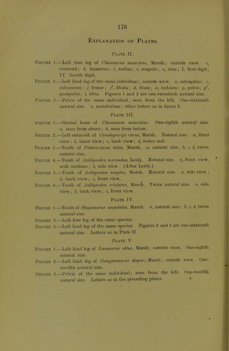Explanation of Plates. PliATE 11. Figure 1.—Left fore leg of Claosaurus annectens, Marsh; outside view, c, coracoid; h, humerus; r, radius; s, scapula ; m, ulna; I. first digit; IV. fourth digit. Figure 2.—Left hind leg of the same individual; outside view, a, astragalus; c, calcaneuni ; J] femur; fibula; il, ilium; is, ischium; ^j, pubis; p', postpubis; t, tibia. Figures 1 and 2 are one-twentieth natural size. Figure 3.—Pelvis of the same individual; seen from the left. One-sixteenth natural size, a, acetabulum; other letters as in figure 2. Plate III. Figure I.—Sternal bone of Claosaurus annectens. One-eighth natural size. a, seen from above; b, seen from below. Figure 2.—Left coracoid of Cimolopteryx ranis, Marsh. Natural size, a, front view; b, inner view; c, back view; d, lower end. Figure —Tooth of Pakeoscincus latus, Marsh, a, natural size; b, c, d, twice natural size. Figure 4.—Tooth oi AioMysodon mirandm, Leidy. Natural size, o, front view, * with sections ; b, side view. (After Leidy.) Figure 5.—Tooth of Aublysodon ar)vplus. Marsh. Natural size, a, side view; 6, back view; c, front view. Figure 6.—Tooth of Aublysodon cristatus, Marsh. Twice natural size, a, side view; b, back view; c, front view. Plate IV. Figure I.—Tooth of Stegosaurus ungulatus. Marsh, a, natural size; b,c, rf, twice natural size. Figure 2.—Left fore leg of the same species. Figure 3 —Left hind leg of the same species. Figures 2 and 3 are one-sixteeuth natural size. Letters as in Plate II. Plate V. Figure L—Left hind leg of Laosaurus alius, Marsh; outside view.. One-eighth natural size. Figure 2.—Left hind leg of CamjUosaurus dispar, Marsh; outside view. One- twelfth natural size. Figure 3.—Pelvis of the same individual; seen from the left. One-twelfth natural size. Letters as in the preceding plates. •