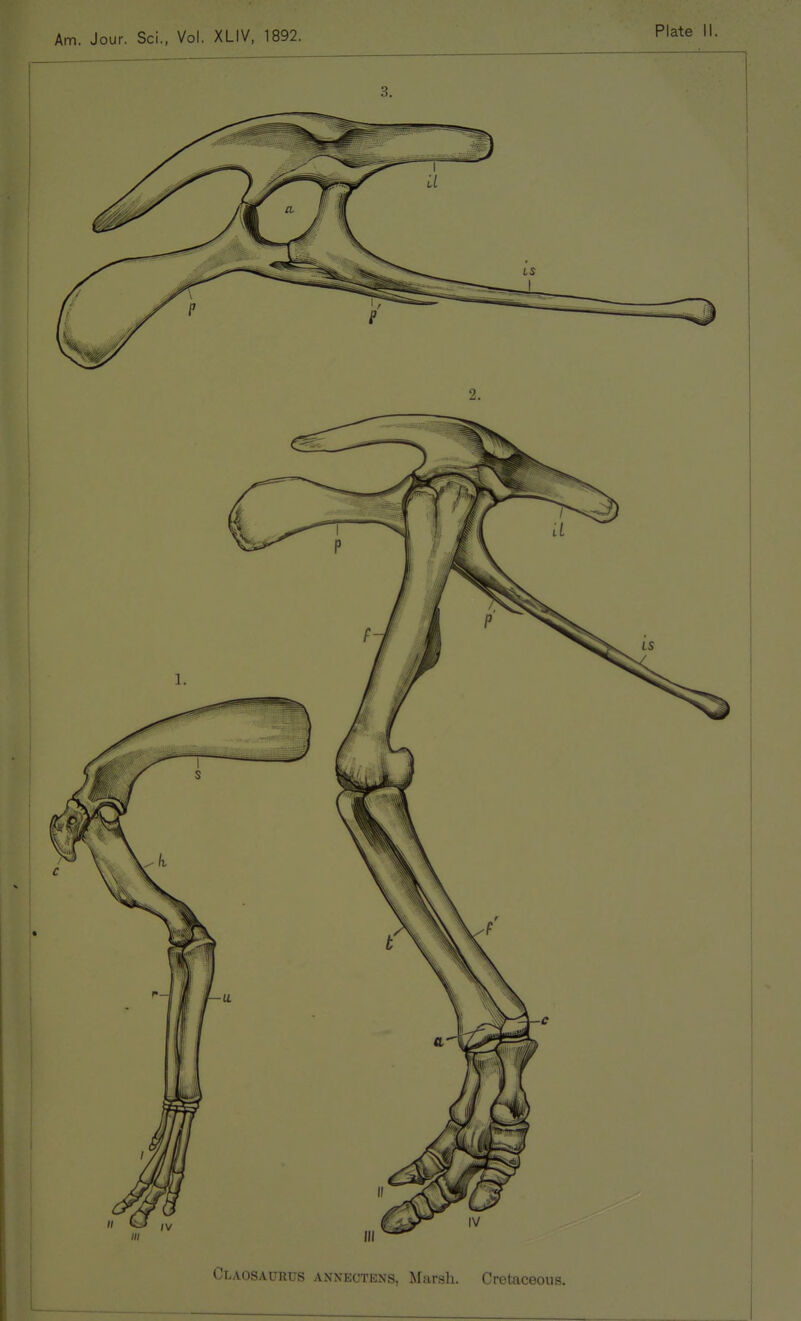 Claosaurus ANNECTENS, Marsh. Cretaceous.