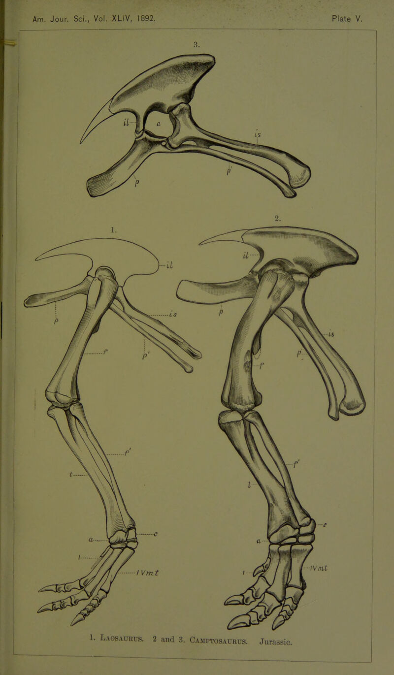 1. Laosaurus. 2 and 3. Camptosaurus. Jurassi