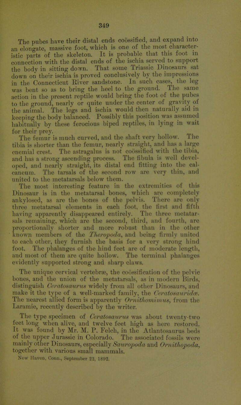 34:9 The pubes have their distal ends coossified, and expand into an elongate, massive foot, which is one of the most character- istic parts of the skeleton. It is probable that this foot in connection with the distal ends of the ischia served to support the body in sitting down. That some Triassic Dinosaurs^ sat down on their ischia is proved conclusively by the impressions in the Connecticut Eiver sandstone. In such cases, the leg was bent so as to bring the heel to the ground. The same action in the present reptile would bring the foot of the pubes to the ground, nearly or quite under the center of gravity of the animal. The legs and ischia would then naturally aid in keeping the body balanced. Possibly this position was assumecl habitually by these ferocious biped reptiles, in lying in wait for their prey. The femur is much curved, and the shaft very hollow. The tibia is shorter than the femur, nearly straight, and has a large cnemial crest. The astragalus is not coossified with the tibia, and has a strong ascending process. The fibula is well devel- oped, and nearly straight, its distal end fitting into the cal- caneum. The tarsals of the second row are very thin, and united to the metatarsals below them. The most interesting feature in the extremities of this Dinosaur is in the metatarsal bones, which are completely ankylosed, as are the bones of the pelvis. There are only three metatarsal elements in each foot, the first and fifth having apparently disappeared entirely. The three metatar- sals remaining, which are the second, third, and fourth, are proportionally shorter and more robust than in the other known members of the Theropoda^ and being firmly united to each other, they furnish the basis for a very strong hind foot. The phalanges of the hind feet are of moderate length, and most of them are quite hollow. The terminal phalanges evidently supported strong and sharp claws. The unique cervical vertebrae, the coossification of the pelvic bones, and the union of the metatarsals, as in modern Birds, distinguish Ceratosaurus widely from all other Dinosaurs, and make it the type of a well-marked family, the Ceratosaurida?. The nearest allied form is apparently Ornithomimus, from the Laramie, recently described by the writer. The type specimen of Ceratosaurus was about twenty-two feet long when alive, and twelve feet high as here restored. It was found by Mr. M. P. Felch, in the Atlantosaurus beds of the upper Jurassic in Colorado. The associated fossils were mainly other Dinosaurs, especially Sauropoda and Ornithopoda, together with various small mammals. New Haven, Conn., September 22, 1892.