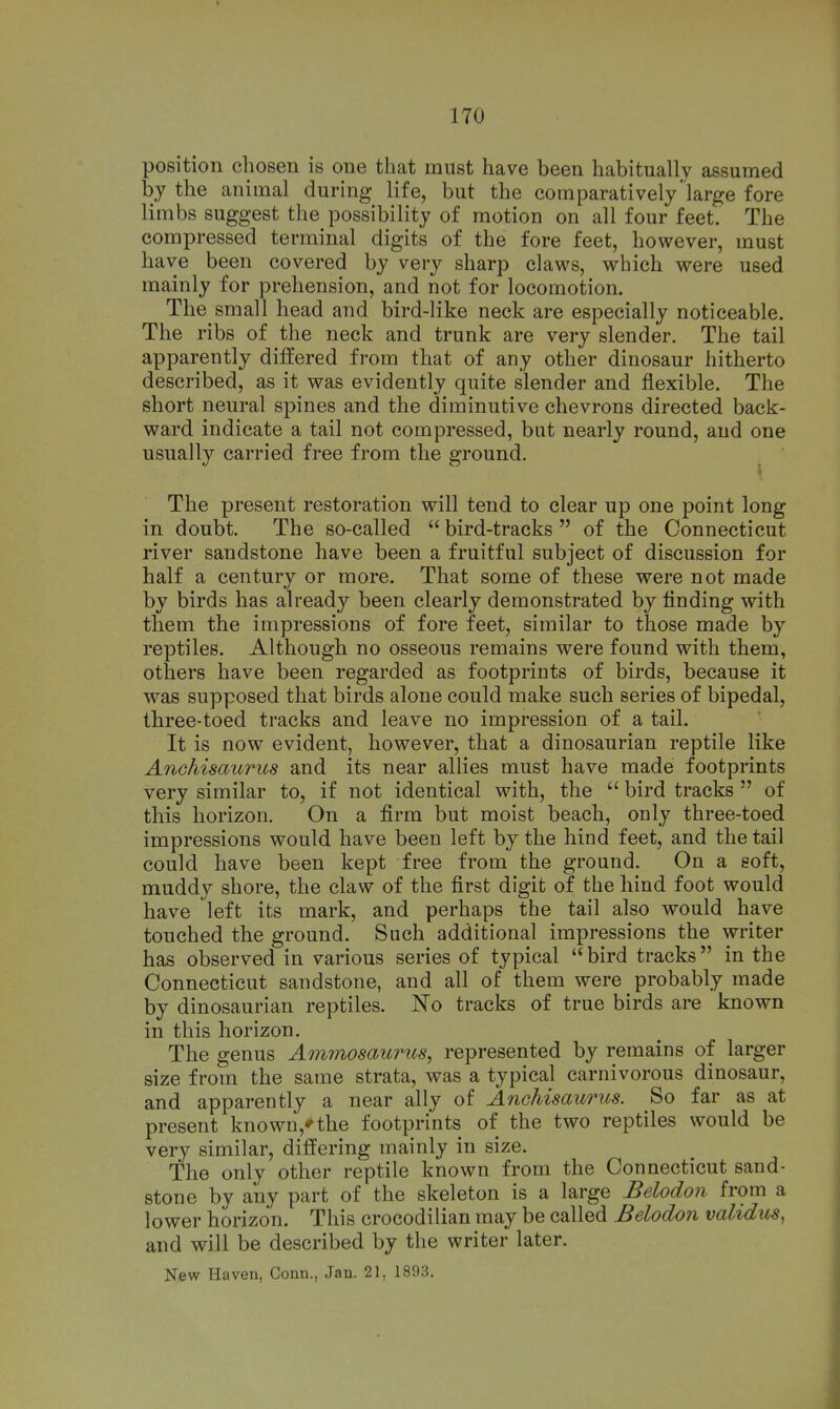 170 position cliosen is one that must have been habitually assumed by the animal during life, but the comparatively'large fore limbs suggest the possibility of motion on all four feet. The compressed terminal digits of the fore feet, however, must have been covered by very sharp claws, which were used mainly for prehension, and not for locomotion. The small head and bird-like neck are especially noticeable. The ribs of the neck and trunk are very slender. The tail apparently differed from that of any other dinosaur hitherto described, as it was evidently quite slender and flexible. The short neural spines and the diminutive chevrons directed back- ward indicate a tail not compressed, but nearly round, and one usually carried free from the ground. > The present restoration will tend to clear up one point long in doubt. The so-called  bird-tracks  of the Connecticut river sandstone have been a fruitful subject of discussion for half a century or more. That some of these were not made by birds has already been clearly demonstrated by finding with them the impressions of fore feet, similar to those made by reptiles. Although no osseous remains were found with them, others have been regarded as footprints of birds, because it was supposed that birds alone could make such series of bipedal, three-toed tracks and leave no impression of a tail. It is now evident, however, that a dinosaurian reptile like Anchisaurus and its near allies must have made footprints very similar to, if not identical with, the  bird tracks  of this horizon. On a firm but moist beach, only three-toed impressions would have been left by the hind feet, and the tail could have been kept free from the ground. On a soft, muddy shore, the claw of the first digit of the hind foot would have left its mark, and perhaps the tail also would have touched the ground. Such additional impressions the writer has observed in various series of typical bird tracks in the Connecticut sandstone, and all of them were probably made by dinosaurian reptiles. No tracks of true birds are known in this horizon. The genus Ammosaurus, represented by remains of larger size from the same strata, was a typical carnivorous dinosaur, and apparently a near ally of Anehisaurus. So far as at present known,'the footprints of the two reptiles would be very similar, differing mainly in size. The only other reptile known from the Connecticut sand- stone by any part of the skeleton is a large Belodon from a lower horizon. This crocodilian may be called Belodon validus, and will be described by the writer later.