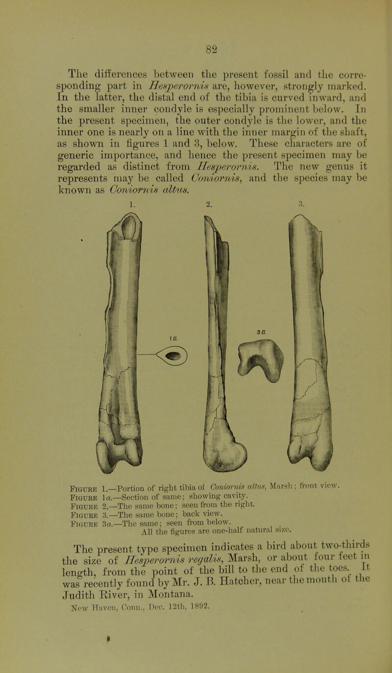 The diU'erences between the present fossil and the corre- sponding part in Hesperornu are, howevei-, strongly marked. In the latter, the distal end of the tibia is curved inward, and the smaller inner condyle is especially prominent below. In the present specimen, the outer condyle is the lower, and the inner one is nearly on a line with the inner margin of the shaft, as shown in figures 1 and 3, below. These characters are of generic imj)ortance, and hence the present specimen may be regarded as distinct from Jlesjjerornis. The new genus it represents may be called Coniornis, and the species may be known as Goniornis alius. 2. 3. Figure l.—Portion of right tibia of Goniornis altus, Marsli; fi-ont view. Figure 1 a.—Section of same; sliowing cavity. Figure 2.—The same bone: seen from tlie right. Figure 3.—The same bone; back view. Figure 3a.—The same; seen from below. All the figures are one-half natural size. The present type specimen indicates a bird about two-thirds the size of IIesperor7iis regalis, Marsh, or about four feet in length, from the point of the bill to the end of tlie toes it was recently found by Mr. J. B. Hatcher, near the mouth ot the Judith River, in Montana. New Haven, Conn., Dec. 12th, 1892.