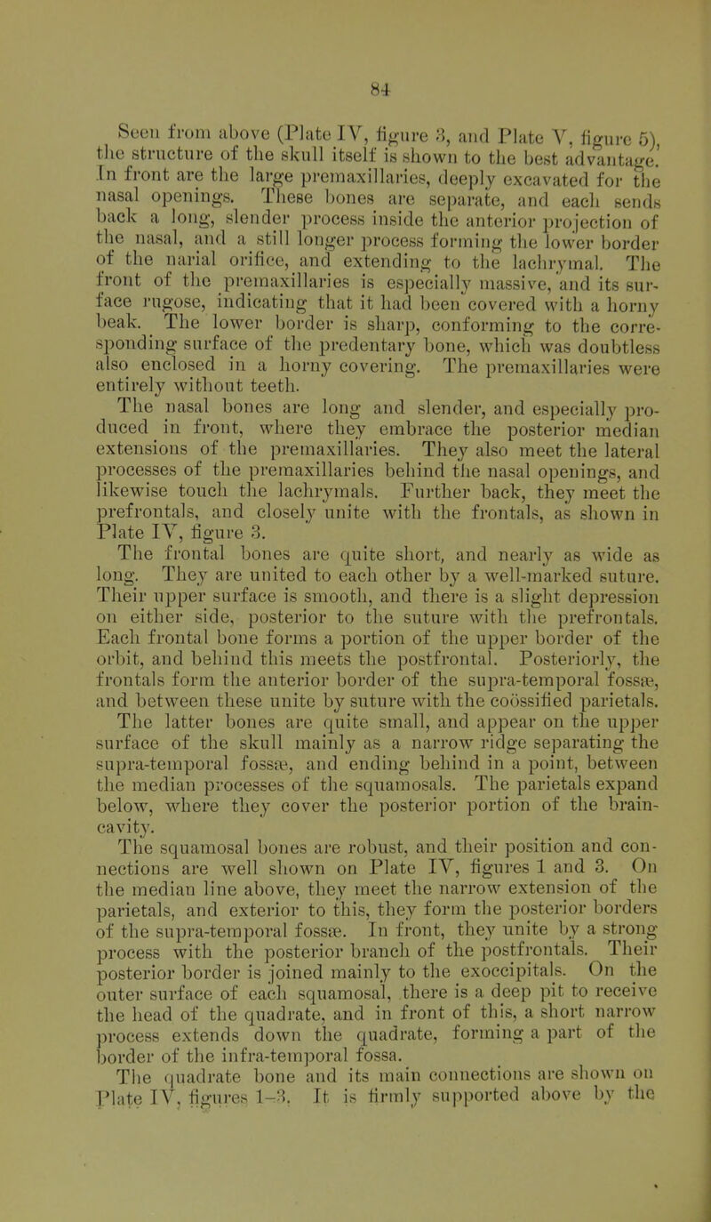 Seen from above (Plato IV, fi^mre 8, and Plate V, figure 5), tlie structure of the skull itself is sliown to the best advantage.' In front are the large preniaxillaries, deeply excavated for the nasal openings. These bones are separate, and each sends back a long, slender process inside the anterior projection of the nasal, and a still longer process forming the lower border of the narial orifice, and extending to the lachrymal. The front of the premaxillaries is especially massive, and its sur- face I'ugose, indicating that it had been covered with a horny beak. ^ The lower border is sharp, conforming to the corre- sponding surface of the predentary bone, wdiich was doubtless also enclosed in a horny covering. The premaxillaries were entirely without teeth. The nasal bones are long and slender, and especially pro- duced in front, where they embrace the posterior median extensions of the premaxillaries. They also meet the lateral processes of the premaxillaries behind the nasal openings, and likewise touch the lachrymals. Further back, they meet the prefrontals, and closely unite with the frontals, as shown in Plate lY, figure 3. The frontal bones are quite short, and nearly as wide as long. They are united to each other by a w^ell-raarked suture. Their upper surface is smooth, and there is a slight depression on either side, posterior to the suture with the prefrontals. Each frontal bone forms a portion of the upper border of the orbit, and behind this meets the postfrontal. Posteriorly, the frontals form the anterior border of the supra-temporal fossa?, and between these unite by suture with the coossified parietals. The latter bones are quite small, and appear on the upper surface of the skull mainly as a narrow ridge separating the supra-temporal fossfB, and ending behind in a point, between the median processes of the squamosals. The parietals expand below, where they cover the posterior portion of the brain- cavity. The squamosal bones are robust, and their position and con- nections are well shown on Plate IV, figures 1 and 3. On the median line above, they meet the narrow extension of the parietals, and exterior to this, they form the posterior borders of the supra-temporal fossee. In front, they unite by a strong- process with the posterior branch of the postfrentals. Their posterior border is joined mainly to the exoccipitals. On the outer surface of each squamosal, there is a deep pit to receive the head of the quadrate, and in front of this, a short narrow process extends down the quadrate, forming a part of the border of the infra-temporal fossa. The quadrate bone and its main connections are shown on plate IV, figures 1-3. It is firmly supported above by the