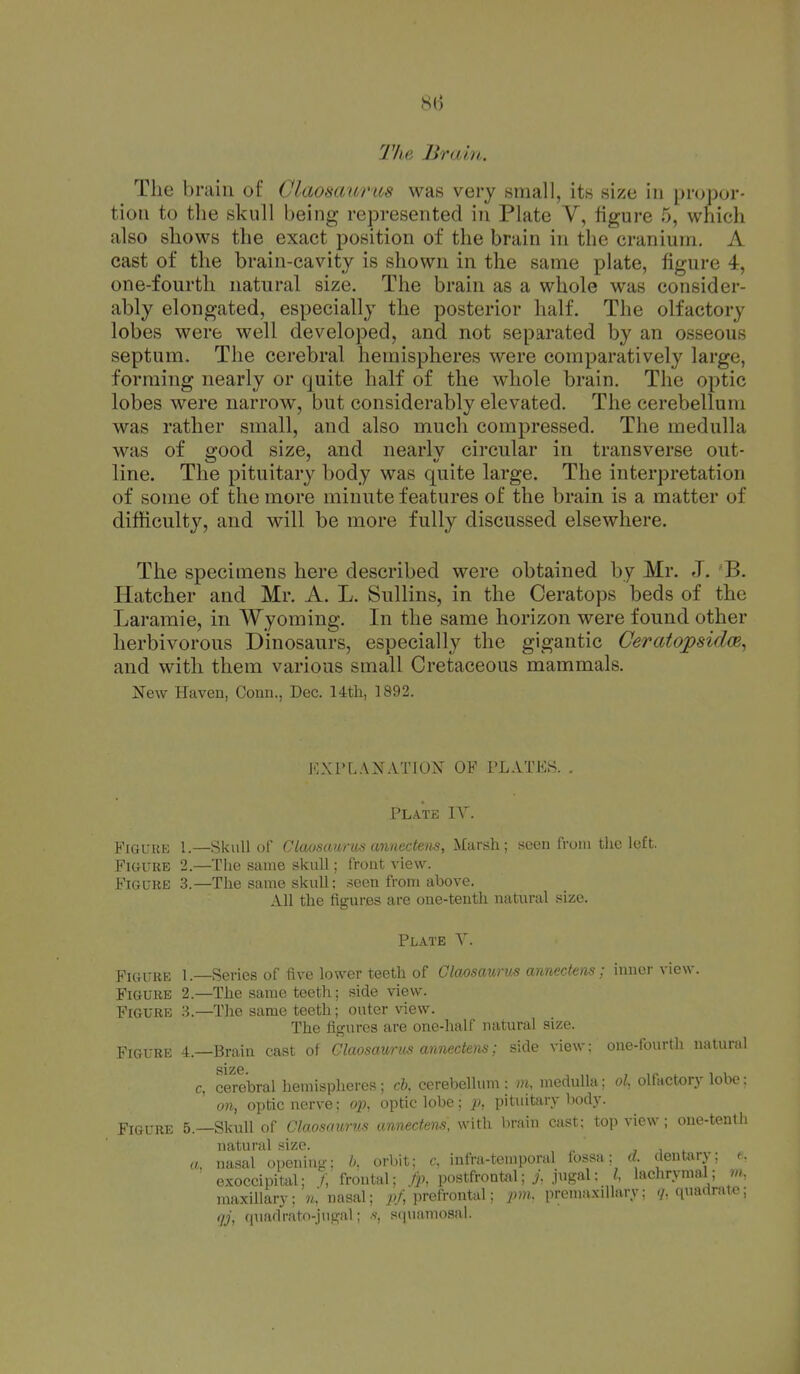 The Br am. The brain of Claosaurtts was very small, its size in propor- tion to the skull being represented in Plate V, figure 5, which also shows the exact position of the brain in the cranium. A cast of the brain-cavity is shown in the same plate, figure 4, one-fourth natural size. The brain as a whole was consider- ably elongated, especially the posterior half. The olfactory lobes were well developed, and not separated by an osseous septum. The cerebral hemispheres were comparatively large, forming nearly or quite half of the whole brain. The optic lobes were narrow, but considerably elevated. The cerebellum was rather small, and also much compressed. The medulla was of good size, and nearly circular in transverse out- line. The pituitary body was quite large. The interpretation of some of the more minute features of the brain is a matter of difficulty, and will be more fully discussed elsewhere. The specimens here described were obtained by Mr. J. 'B. Hatcher and Mr. A. L. Sullins, in the Ceratops beds of the Laramie, in Wyoming. In the same horizon were found other herbivorous Dinosaurs, especially the gigantic CeratopsidcB^ and with them various small Cretaceous mammals. New Haven, Conn., Dec. Utli, 1892. KXPL.\NAT10N OF PLATES. Plate IV. FiGUKii 1.—Skull of CLmsdJhfus annecteiis, Marsh; .seen from the left. Figure 2.—The same skull; front view. Figure 3.—The same skull; .seen from above. All the figures are one-tenth natural size. Plate V. Figure 1.—Series of five lower teeth of Claosaurus annectens; inner view. Figure 2.—The same teeth; side view. Figure 3.—The same teeth; outer \aew. I'he figures are one-half natural size. Figure 4.—Brain cast of Claosawrus annectens; side view; one-fourth natural c, cerebral hemispheres; c&. cerebellum : m, medulla; ol, olfactory lobe: on, optic nerve; op, optic lobe; j?, pituitary body. Figure 5.—Skull of Claosaurns annectm.'s, with brain cast; top view; one-tenth natural size. j a ^ a, nasal opening; //. orbit; c', infra-temporal lossa; d. dentary; f. exoccipital; /; frontal; postfrontfll; jugal; i, lachrymal; m. maxillary; nasal; p/, prefrontal; pm. premaxillary; 7, quadrate; qj, quadrato-jugal: s-. scpiamosal.