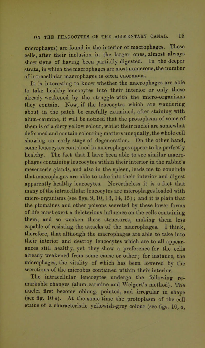 microphages) are found in the interior of macrophages. These cells, after their inclusion in the larger ones, almost always show signs of having been partially digested. In the deeper strata, in which the macrophages are most numerous, the number of intracellular macrophages is often enormous. It is interesting to know whether the macrophages are able to take healthy leucocytes into their interior or only those already weakened by the struggle with the micro-organisms they contain. Now, if the leucocytes which are wandering about in the patch be carefully examined, after staining with alum-carmine, it will be noticed that the protoplasm of some of them is of a dirty yellow colour, whilst their nuclei are somewhat deformed and contain colouring matters unequally, the whole cell showing an early stage of degeneration. On the other hand, some leucocytes contained in macrophages appear to be perfectly healthy. The fact that I have been able to see similar macro- phages containing leucocytes within their interior in the rabbit's mesenteric glands, and also in the spleen, leads me to conclude that macrophages are able to take into their interior and digest apparently healthy leucocytes. Nevertheless it is a fact that many of the intracellular leucocytes are microphages loaded with micro-organisms (see figs. 9,10, 13, 14, 15) ; and it is plain that the ptomaines and other poisons secreted by these lower forms of life must exert a deleterious influence on the cells containing them, and so weaken these structures, making them less capable of resisting the attacks of the macrophages. I think, therefore, that although the macrophages are able to take into their interior and destroy leucocytes which are to all appear- ances still healthy, yet they show a preference for the cells already weakened from some cause or other; for instance, the microphages, the vitality of which has been lowered by the secretions of the microbes contained within their interior. The intracellular leucocytes undergo the following re- markable changes (alum-carmine and Weigert's method). The nuclei first become oblong, pointed, and irregular in shape (see fig. 10 a). At the same time the protoplasm of the cell stains of a characteristic yellowish-grey colour (see figs. 10, a,