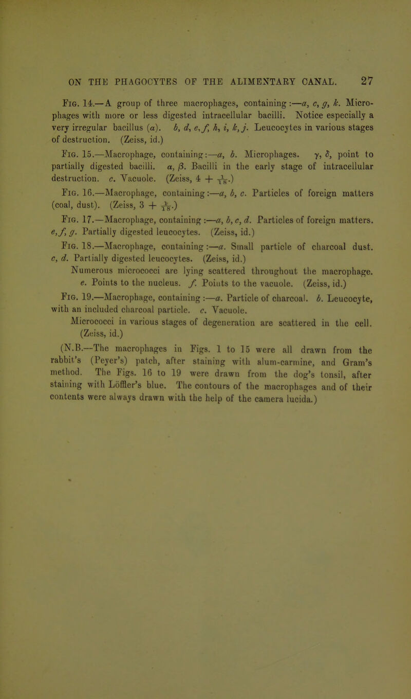 Fig. 14.— A group of three macrophages, containing:—a, c, g, k. Micro- phages with more or less digested intracellular bacilli. Notice especially a very irregular bacillus (a), b, d, e,f, h, i, k,j. Leucocytes in various stages of destruction. (Zeiss, id.) Fig. 15.—Macrophage, containing:—a, b. Microphages. y, point to partially digested bacilli, a, /3. Bacilli in the early stage of intracellular destruction, c. Vacuole. (Zeiss, 4 + ■^.) Fig. 16.—Macrophage, containing :—a, b, c. Particles of foreign matters (coal, dust). (Zeiss, 3 + Fig. 17.—Macrophage, containing :—a, b, c, d. Particles of foreign matters. e,f,g. Partially digested leucocytes. (Zeiss, id.) Fig. 18.—Macrophage, containing :—a. Small particle of charcoal dust. c, d. Partially digested leucocytes. (Zeiss, id.) Numerous micrococci are lying scattered throughout the macrophage. e. Points to the nucleus. /. Poiuts to the vacuole. (Zeiss, id.) Fig. 19.—Macrophage, containing :—a. Particle of charcoal, b. Leucocyte, with an included charcoal particle, c. Vacuole. Micrococci in various stages of degeneration are scattered in the cell. (Zeiss, id.) (N.B.—The macrophages in Figs. 1 to 15 were all drawn from the rabbit's (Peyer's) patch, after staining with alum-carmine, and Gram's method. The Figs. 16 to 19 were drawn from the dog's tonsil, after staining with Loflaer's blue. The contours of the macrophages and of their contents were always drawn with the help of the camera lucida.)