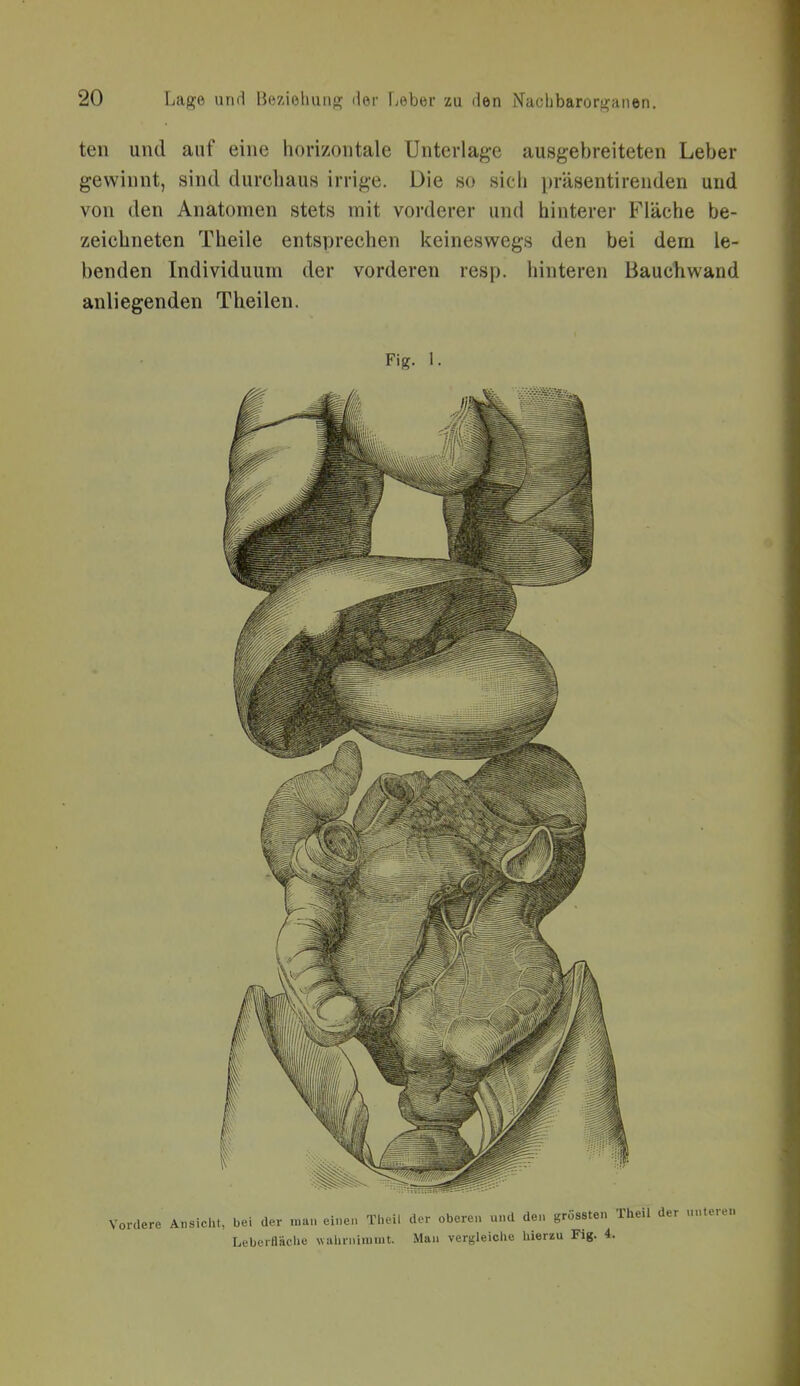 ten und auf eine horizontale Unterlage ausgebreiteten Leber gewinnt, sind durchaus irrige. Die so sich präsentirenden und von den Anatomen stets mit vorderer und hinterer Fläche be- zeichneten Theile entsprechen keineswegs den bei dem le- benden Individuum der vorderen resp. hinteren Bauchwand anliegenden Theilen. Fig.