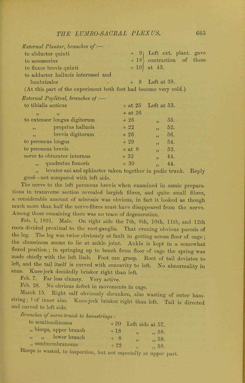 External Plantar, branches of:— to abductor quinti + 9] Left ext. plant, gave to accessorius +181 contraction of these to flexor brevis quinti + lOj at 43. to adductor hallucis interossei and lumbricales . + 8 Left at 38. (At this pai't of the experiment both feet had become very cold.) External Popliteal, branches of:— to tibialis anticus + at 25 Left at 53. „ „ + at 26 to extensor longus digitorum + 26 „ 55. ,, proprius hallucis 4-22 „ 52. ,, brevis digitorum +26 „ 56. to peroneus longus + 29 „ 54. to peroneus brevis + at 8 „ 52. nerve to obturator internus +32 „ 44. ,, quadratus femoris + 30 ,, 44. ,, levator ani and sphincter taken together in pudic trunk. Reply good—not compared with left side. The nerve to the left peroneus brevis when examined in osmic prepara- tions in transverse section revealed largish fibres, and quite small fibres, a considerable amount of sclerosis was obvious, in fact it looked as though much more than half the nerve-fibres must have disappeared from the nerve. Among those remaining there was no trace of degeneration. Feb. 1, 189L Male. On right side the 7th, 8th, 10th, 11th, and 12th roots divided proximal to the root-ganglia. That evening obvious paresis of the leg. The leg was twice obviously at fault in getting across fioor of cage; the clumsiness seems to lie at ankle joint. Ankle is kept in a somewhat flexed position ; in springing up to bench from floor of cage the spring was made chiefly with the left limb. Foot can grasp. Root of tail deviates to left, and the tail itself is curved with concavity to left. No abnormality in anus. Knee-jerk decidedly brisker right than left. Feb. 7. Far less clumsy. Very active. Feb. 28. No obvious defect in movements in cage. March 15. Right calf obviously shrunken, also wasting of outer ham- string; ] of inner also. Knee-jerk brisker right than left. Tail is directed and curved to left side. Branches of nerve-trunk to hamstrings : to semitendinosus +20 Left side at 57. „ biceps, upper branch +18 58. )) „ lower branch +8 59 ,, semimembranosus + 22 58 Biceps is wasted, to inspection, but not especially at upper part.