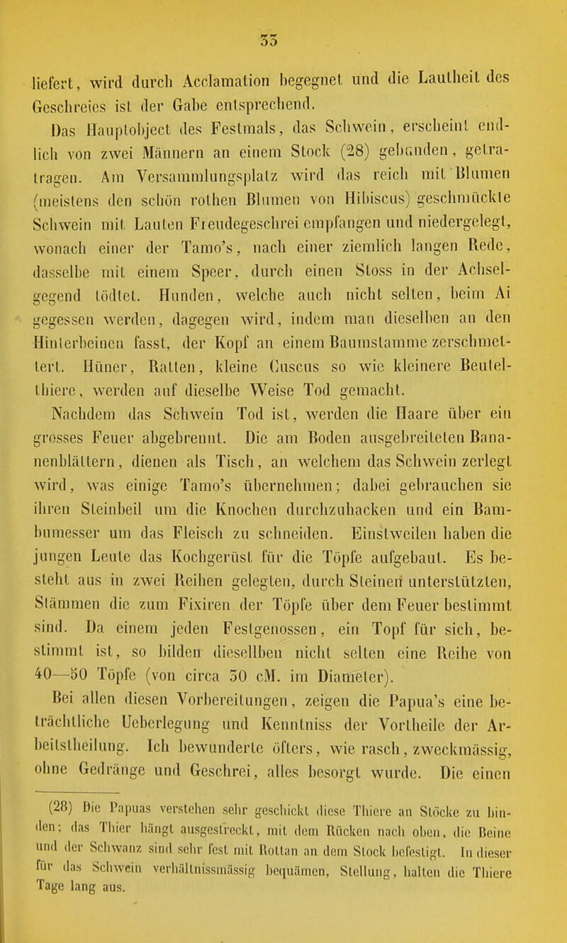 55 liefert, wird durch Acclamation begegnet und die Lautheit des Geschreies ist der Gabe einsprechend. Das Hauptobject des Pestmals, das Schwein, erscheint end- lich von zwei Männern an einem Stock (28) gebunden, getra- trageu. Am Versammlüngsplatz wird das reich mit Blumen (meistens den scliön rothen Blumen von Hibiscus) geschmückte Schwein mit Lauten Fiendegeschrei empfangen und niedergelegt, wonach einer der Tamo's, nach einer ziemlich langen Bede, dasselbe mit einem Speer, durch einen Sloss in der Achsel- gegend lödtet. Hunden, welche auch nicht selten, beim Ai gegessen werden, dagegen wird, indem man dieselben an den Hinterbeinen fasst, der Kopf an einem Baumstämme zerschmet- tert. Himer, Batten, kleine Cuscus so wie kleinere Beulel- thiere, werden auf dieselbe Weise Tod gemacht. Nachdem das Schwein Tod ist, werden die Haare über ein grosses Feuer abgebrennt. Die am Boden ausgebreiteten Bana- nenblällern, dienen als Tisch, an welchem das Schwein zerlegt wird, was einige Tamo's übernehmen; dabei gebrauchen sie ihren Steinbeil um die Knochen durehzuhacken und ein Barn- im messer um das Fleisch zu schneiden. Einstweilen haben die jungen Leute das Kochgeriist für die Töpfe aufgebaut. Es be- steht aus in zwei Beiben gelegten, durch Steinen unterstützten, Stämmen die zum Fixiren der Töpfe über dem Feuer bestimmt sind. Da einem jeden Feslgenossen, ein Topf für sich, be- stimmt ist, so bilden diesellben nicht selten eine Beihe von 40—80 Töpfe (von circa 50 cM. im Diameler). Bei allen diesen Vorbereitungen, zeigen die Papua's eine be- trächtliche Uebcrlegung und Kennlniss der Vorlheile der Ar- beitsteilung. Ich bewunderte öfters, wie rasch, zweckmässig, oline Gedränge und Geschrei, alles besorgt wurde. Die einen (28) Die Papuas verstehen sehr geschickt diese Thiere an Stöcke zu bin- den; das Thier hängt ausgestreckt, mit dem Rücken nach ohen, die Heine und der Schwanz sind sehr fest mit Rottan an dem Stock befestigt, in dieser für das Schwein verhällnissmässig bequämen, Stellung, halten die Thiere Tage lang aus.